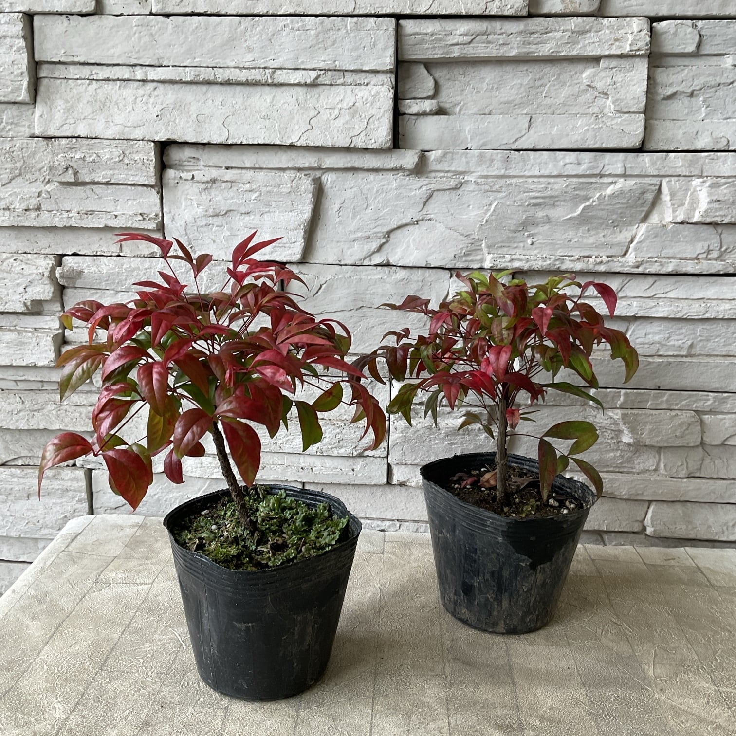 送料込み】金芽ツゲ 玉仕立て 8寸鉢 | 橋本種苗園