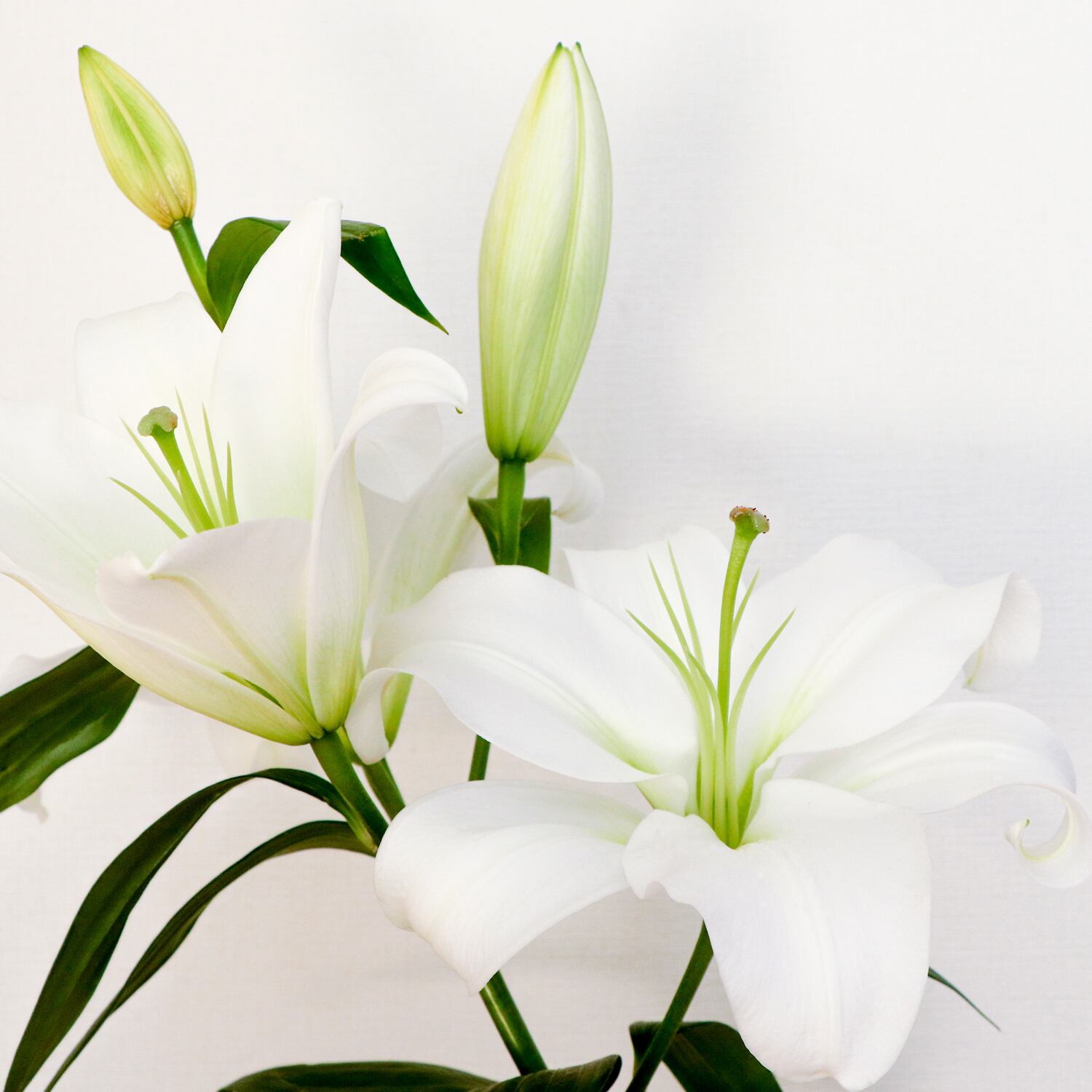 ホワイト ピンク オリエンタルリリー ゆり 10本 医療従事者さま応援 コロナ禍支援 スマイルフラワープロジェクト