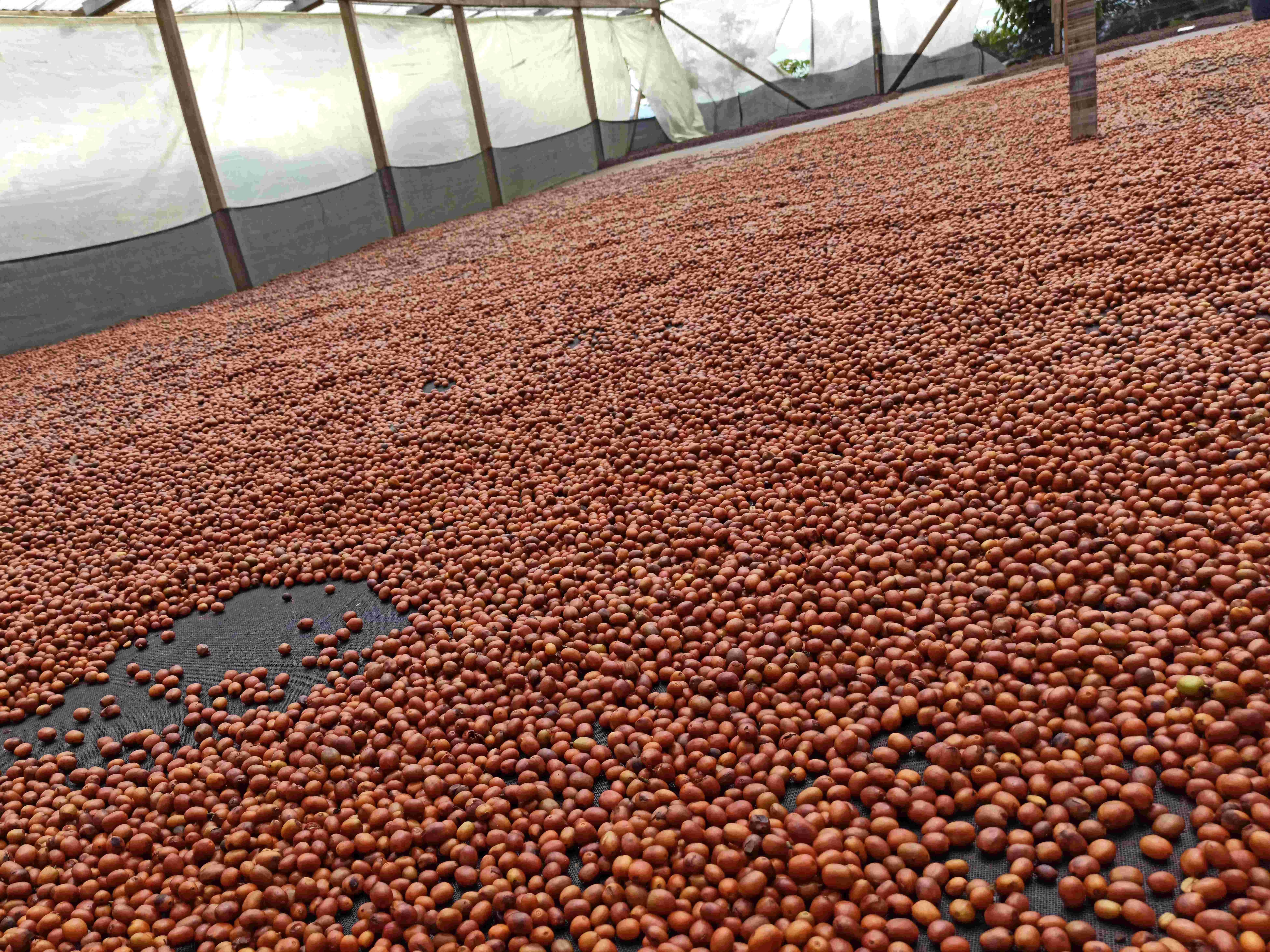 コロンビア エルディビソ Mossto Anaerobic Semi-Washed（100g）販売