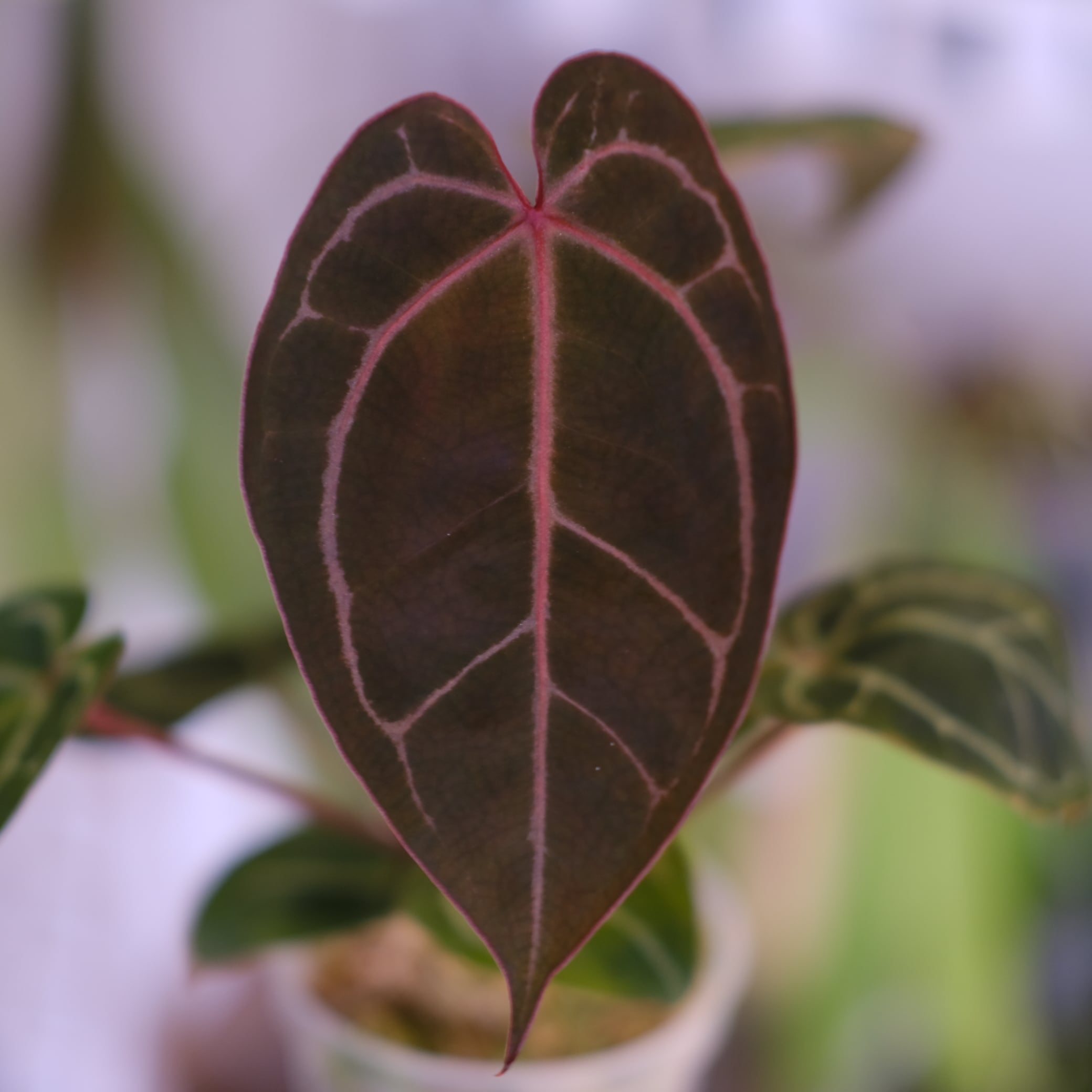 Anthurium. SKG Pink Lemonade × A.Zara Michelle⑧│アンスリウム