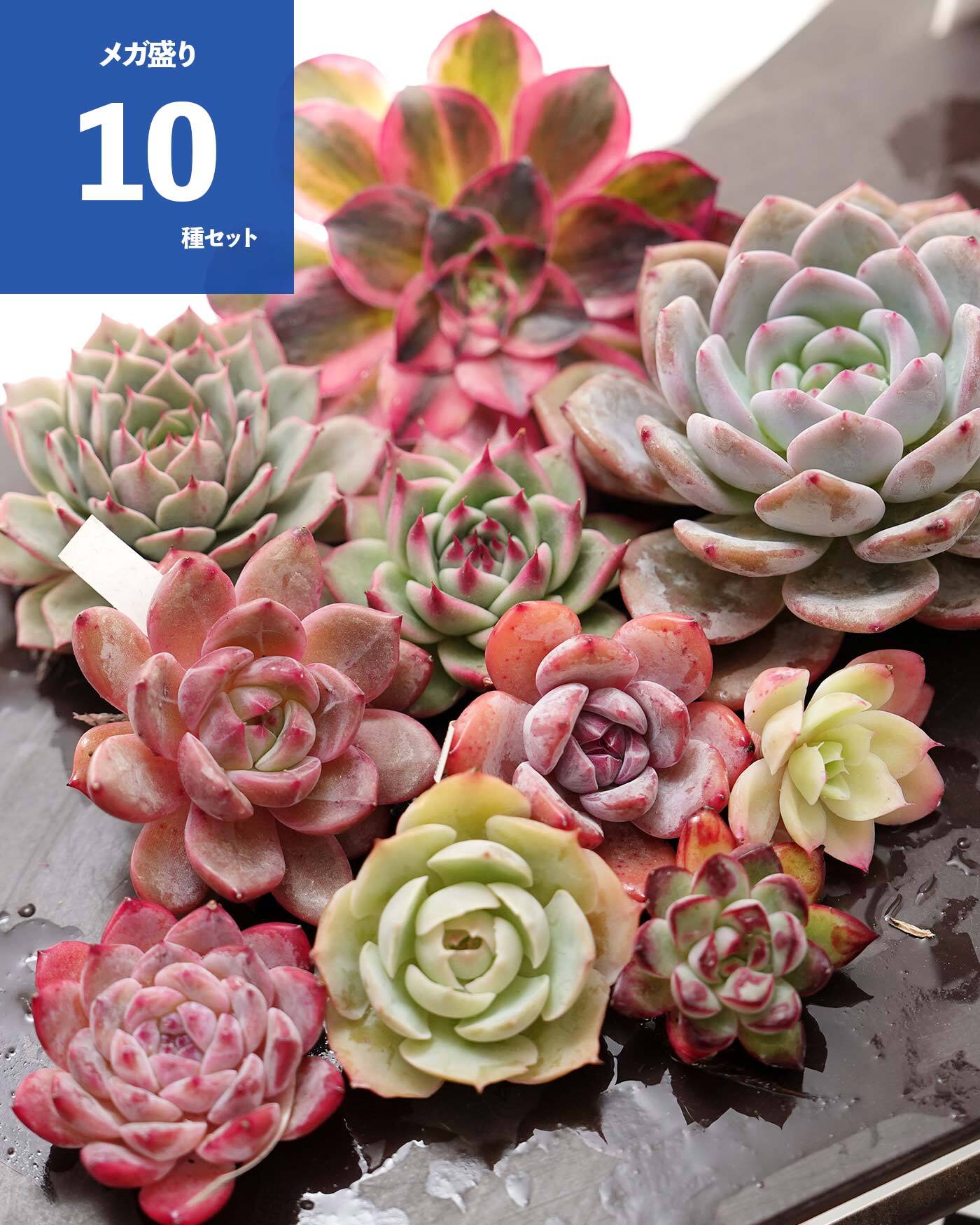 NEW RELEASE | PUKUBOOK SUCCULENTS