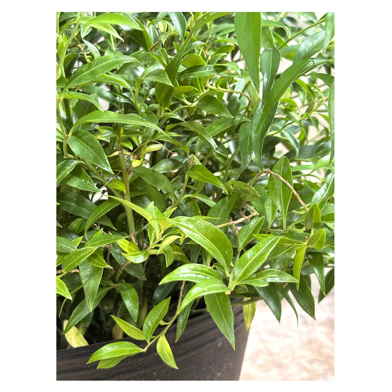 Sarcococca humilis | Seeding