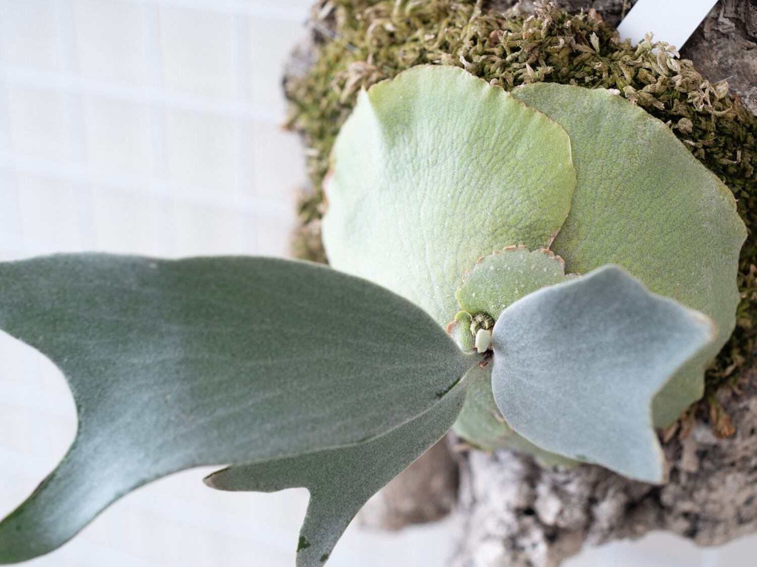 P.E-1 (Bifurcatum sp. white) OC PUP / ビカクシダ E-1子株 25−005