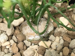 ボウィエア  蒼角殿