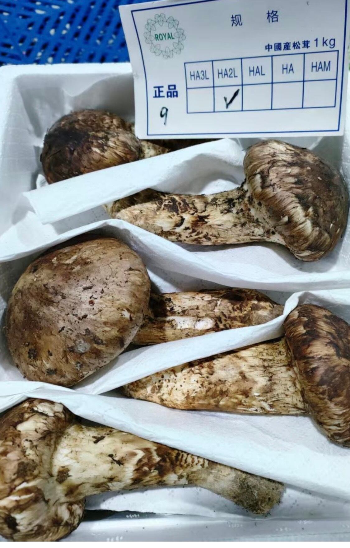 中国産 松茸 役1kg まつたけ マツタケ 中国産 松茸 約1kg