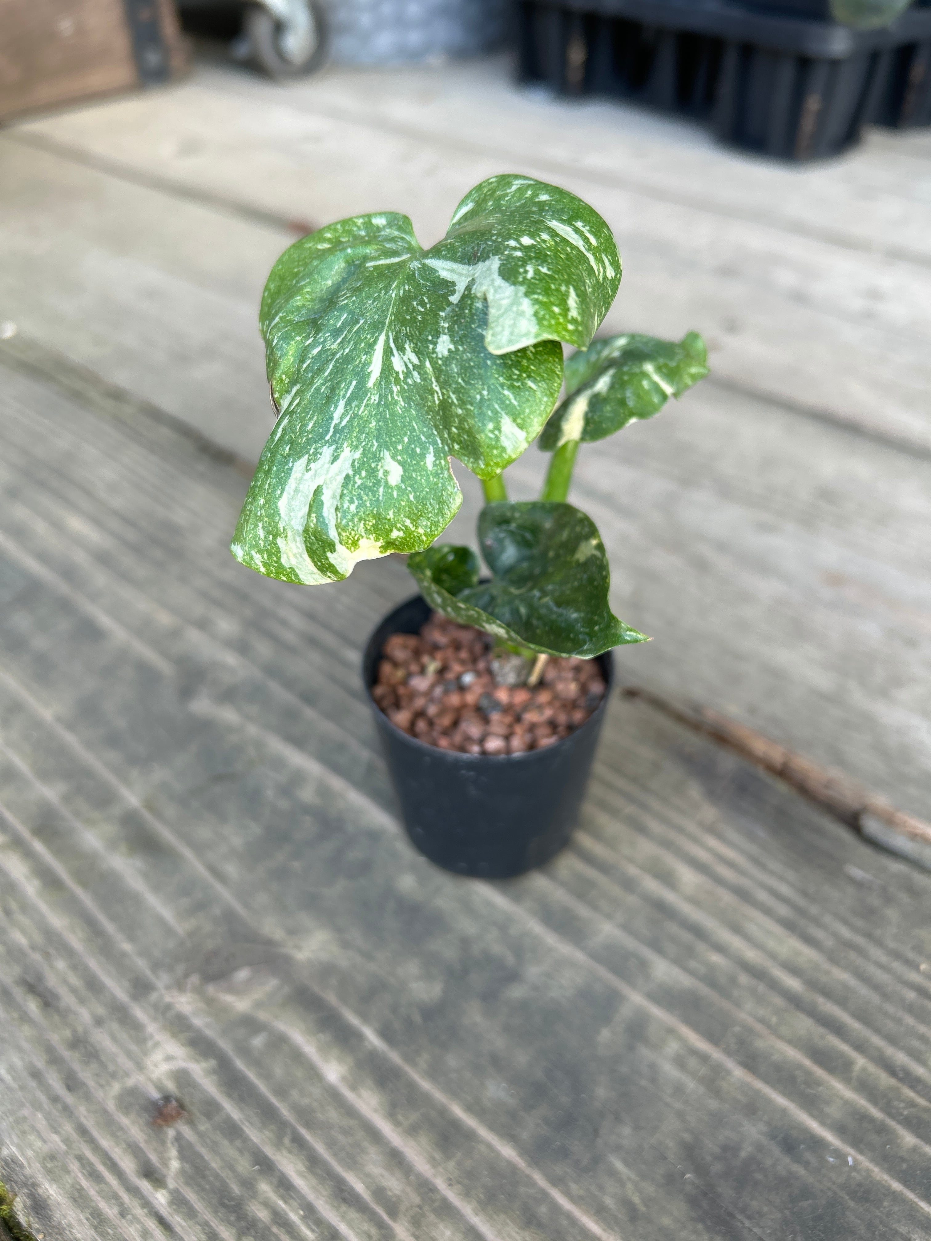 E モンステラ タイコン ミューテーション | MIDORIYA 観葉植物専門店
