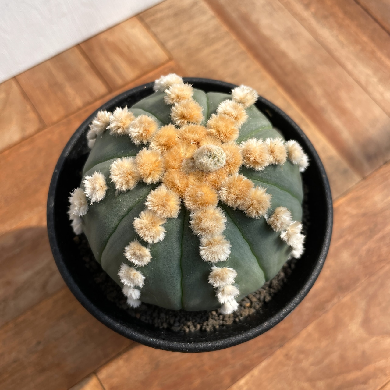 Astrophytum asterias f.nudum【アストロフィツム・瑠璃兜】