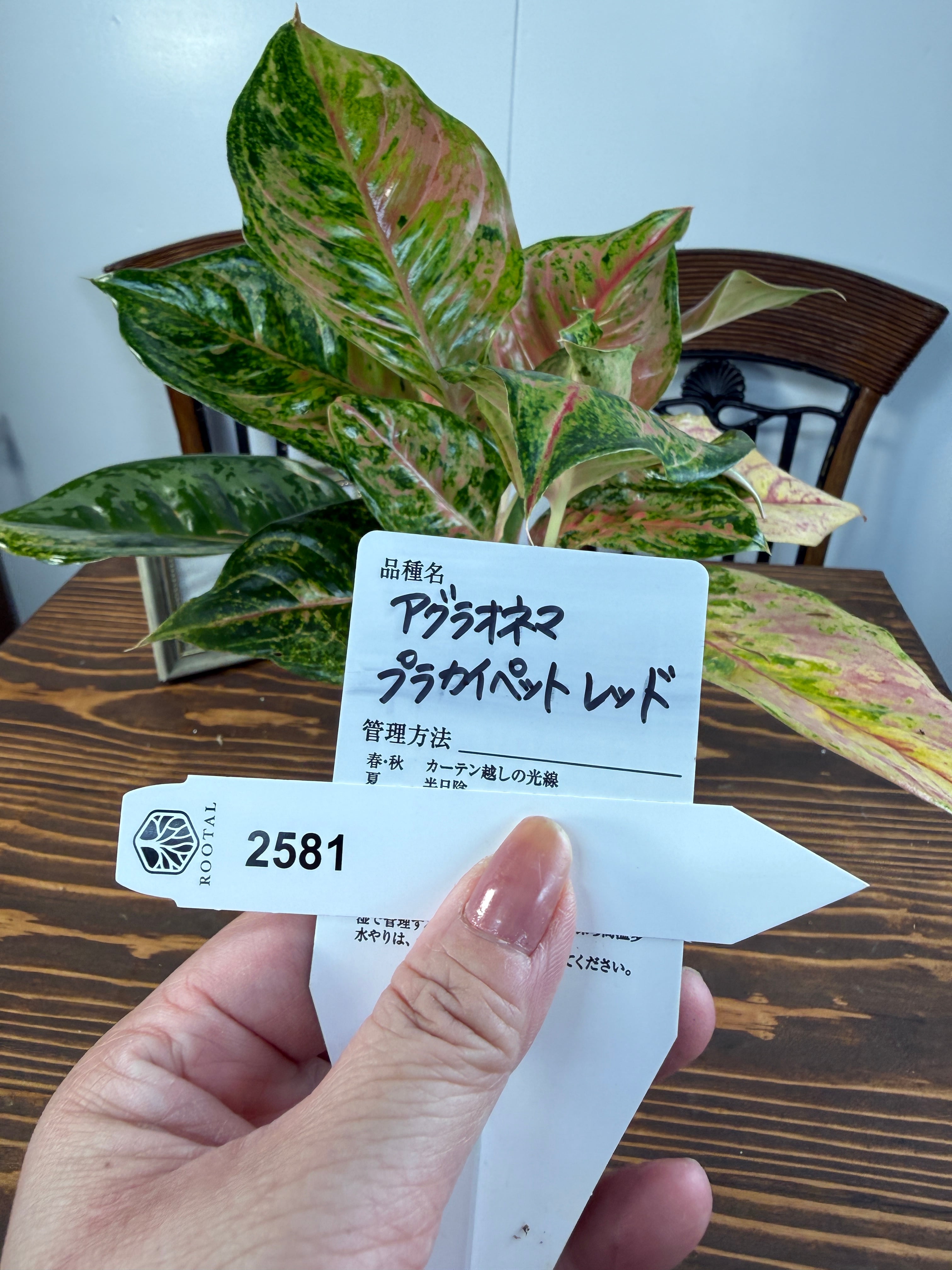アグラオネマ | ROOTALPLANTS