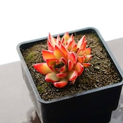 一部発根済カット苗 アガボイデス ジゼル 3〜4頭群生 Echeveria agavoides 'Giselle'