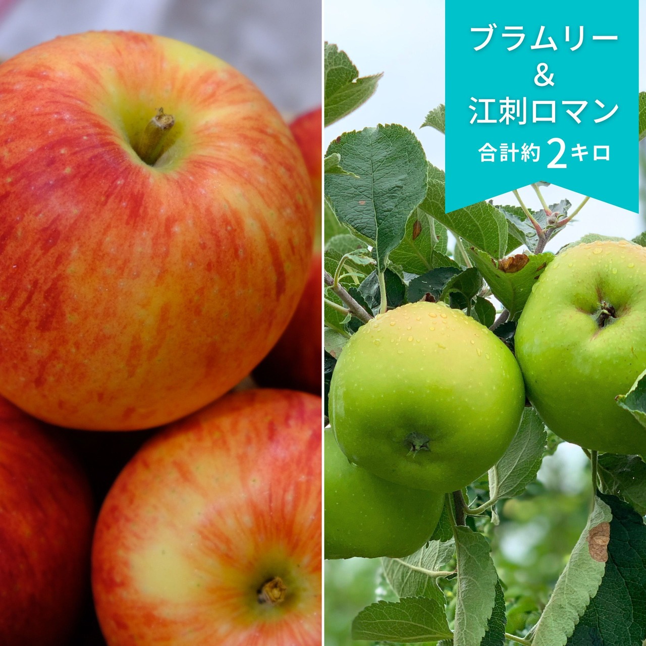 旬のりんご2種類セット：ブラムリー、江刺ロマン　合計２キロ（クール便配送料込）