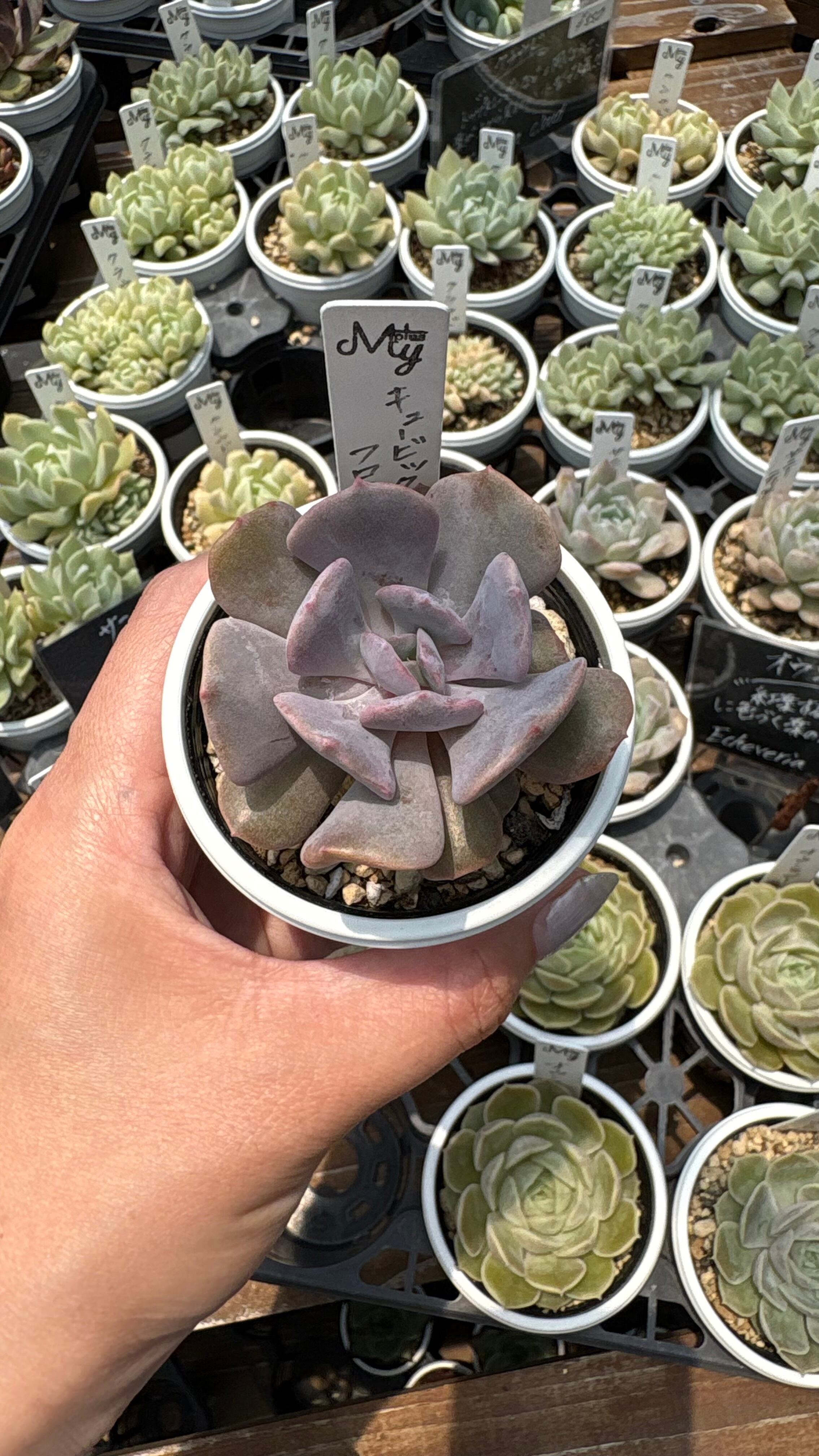 多肉植物 黒銅壺錦 アエオニウム レア 美苗 #黒d2 | PAY ID