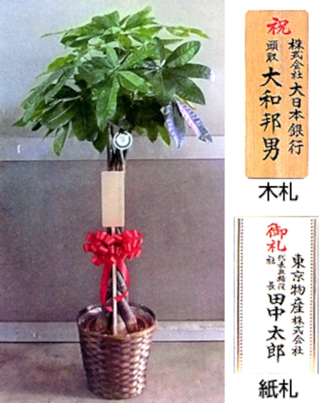 観葉植物 マッサン 10号 バスケット付き♪送料無料(個人宅除く)♪幸福