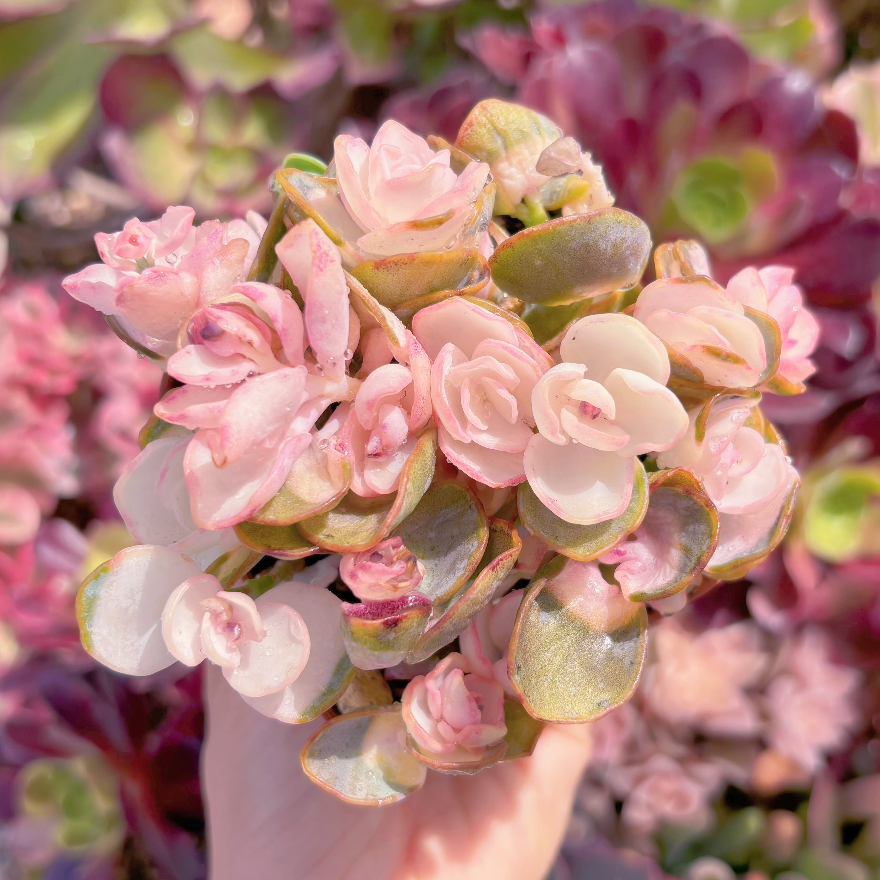 現品　白姬之舞錦#055　るる農園