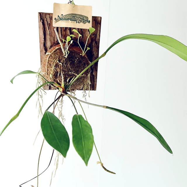 アンスリウム グラシレ 苔玉 板付 観葉植物 calm cafe