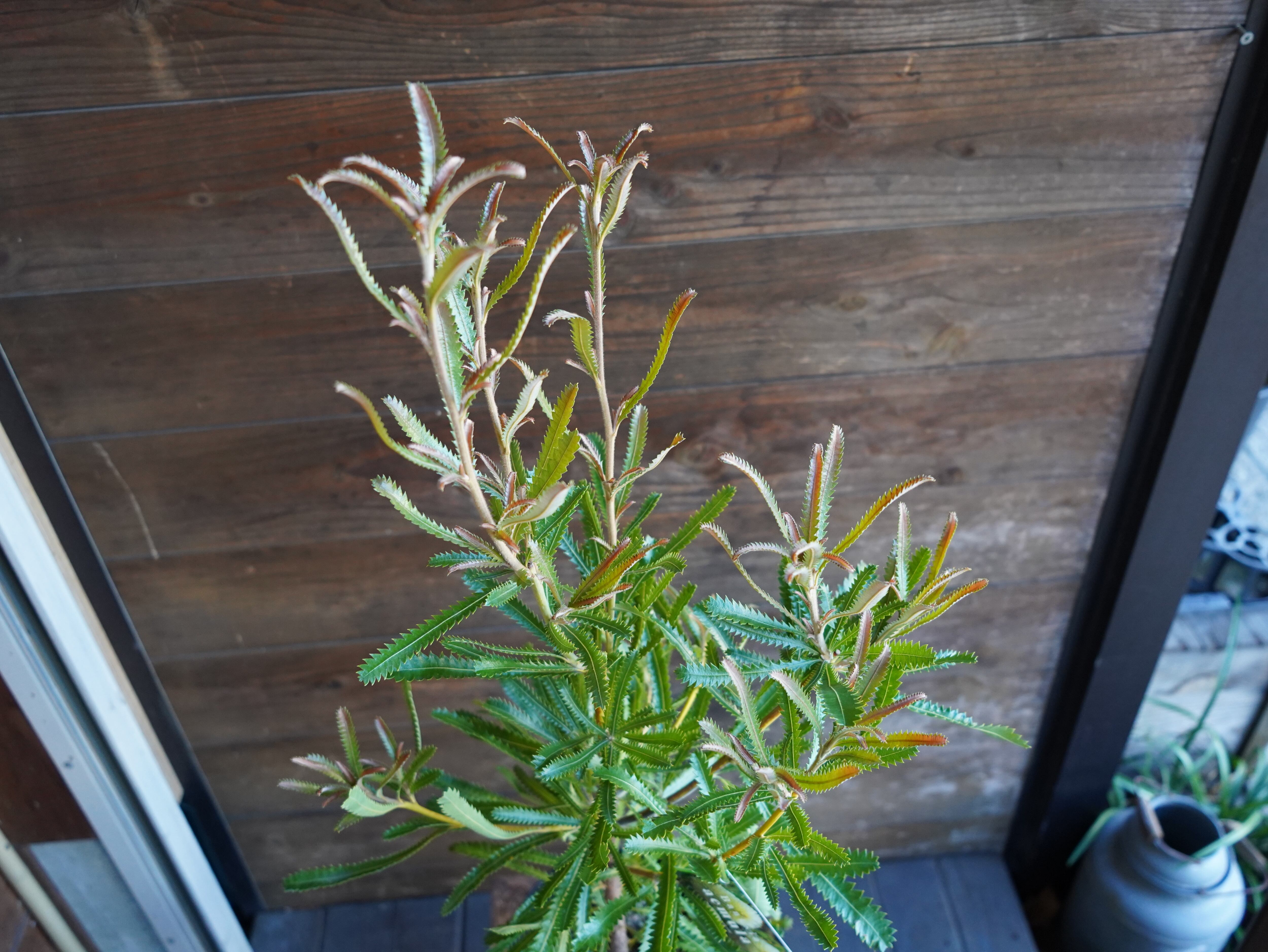 【現物】バンクシア　”アエムラ”　６号　A　