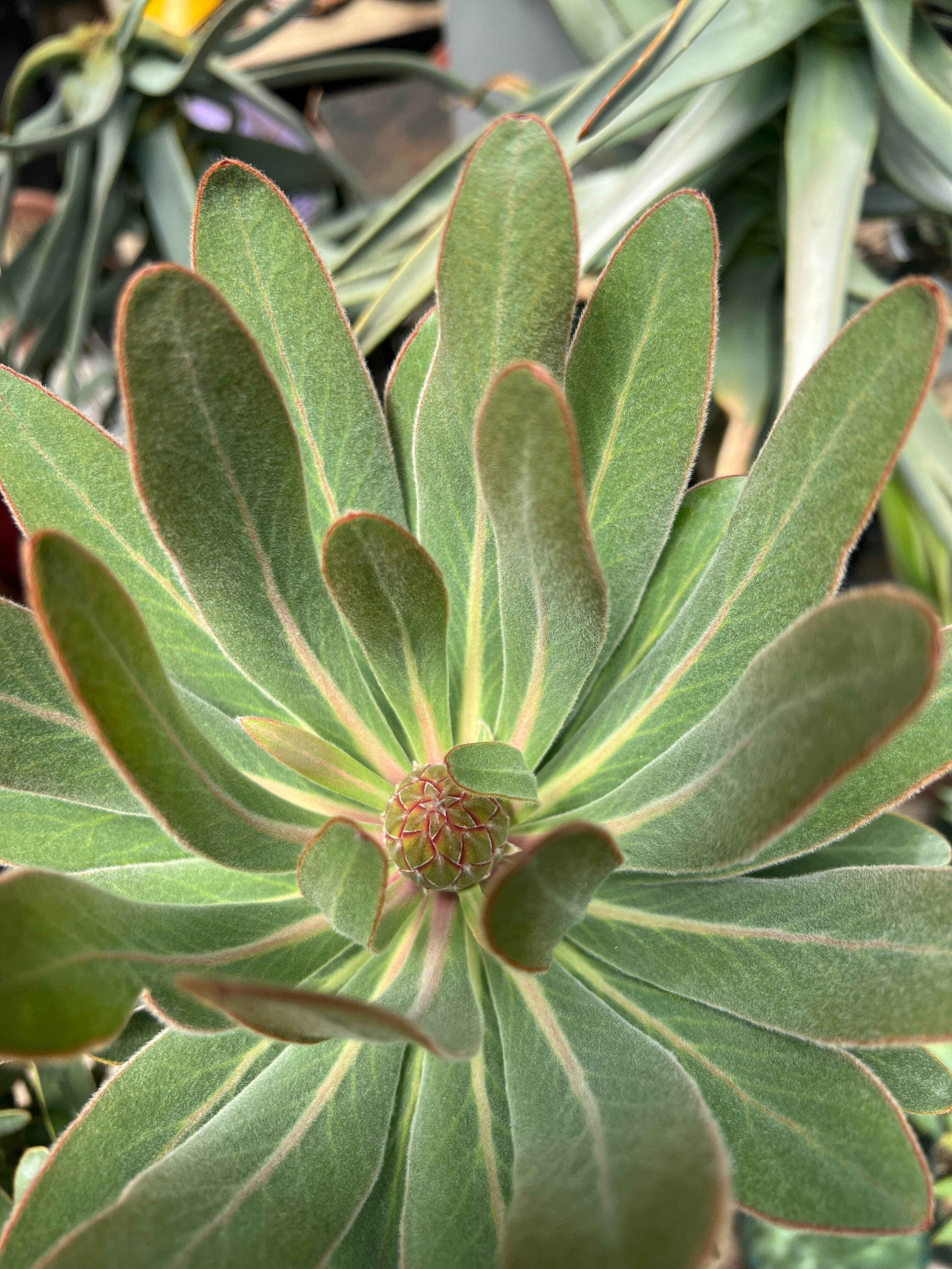 プロテア スペシャルピンクアイス(2F)⑩ | 沼ノ上農園