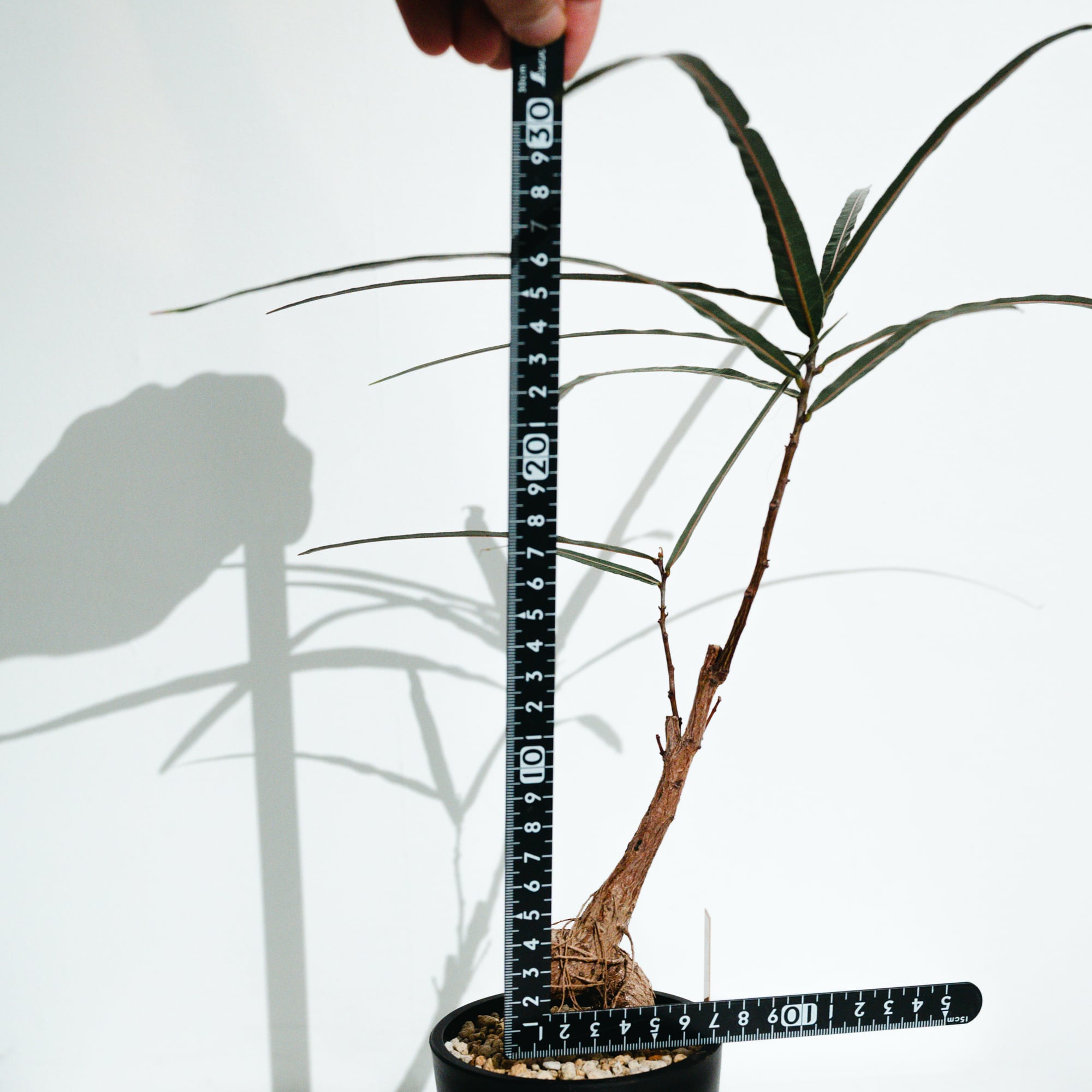 ボトルツリー（Brachychiton rupestris）_251028 | MERAKI