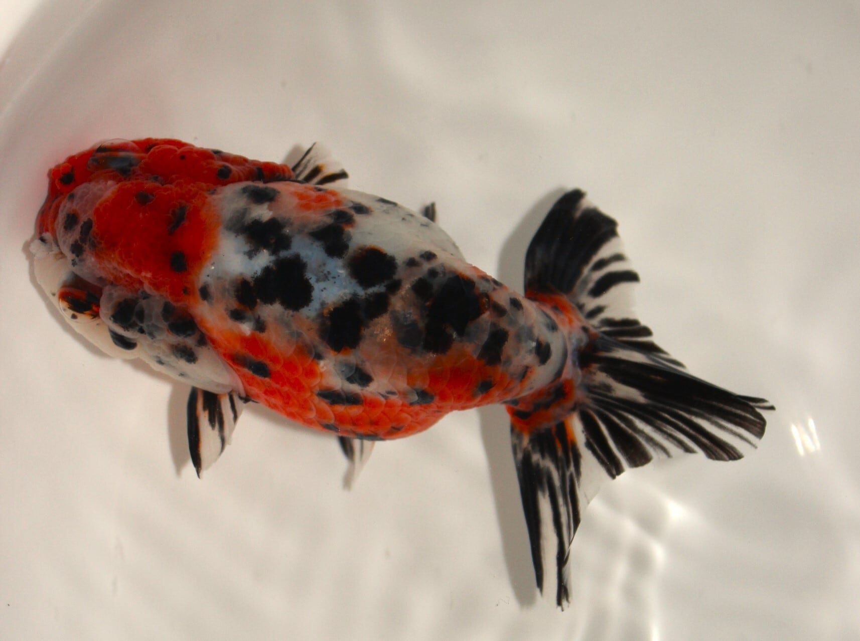 江戸錦 志村養魚場 1匹 | 二才 金魚 約6cm 特選 優良系統 2歳 江戸錦 志村養魚場 1匹 | 二才 金魚 約6cm 特選 優良系統 2歳