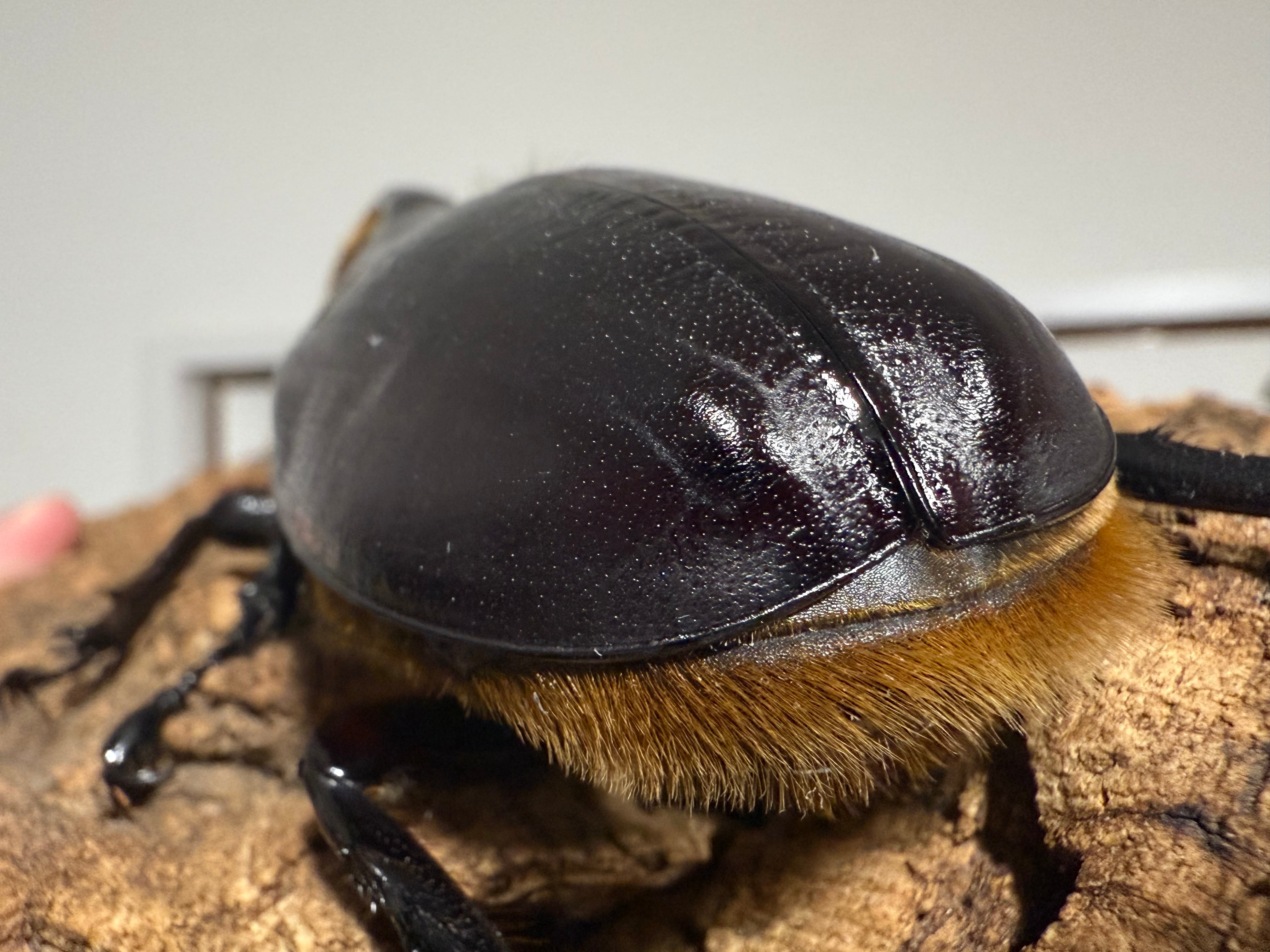 サタンオオカブト即ブリペアNo2