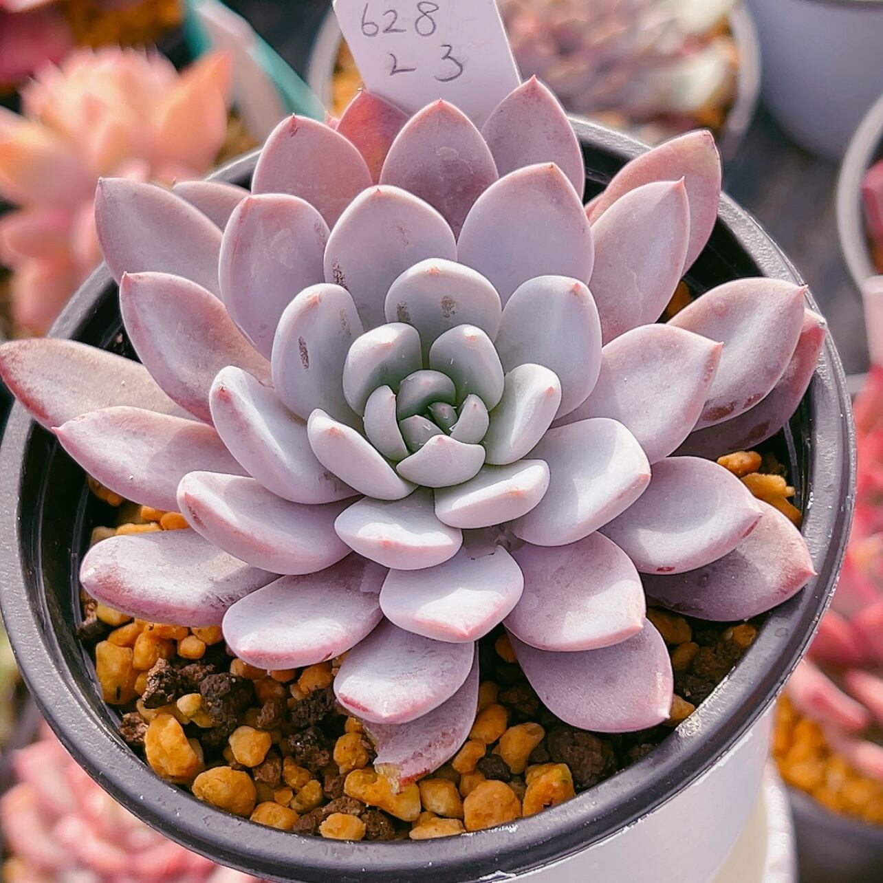 多肉植物　レア　アニー　韓国苗 多肉植物 レア アニー 韓国苗 アニー エケベリア カット苗 | 多肉植物