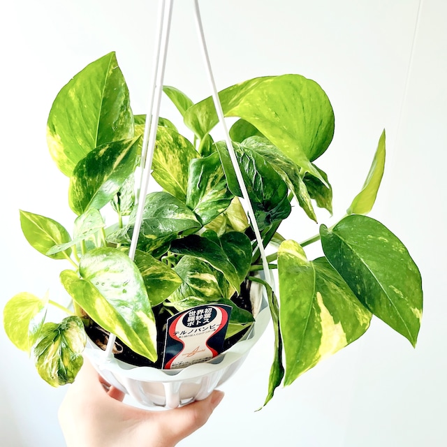 世界初の羅紗葉 ポトス テルノバンピー 観葉植物 吊り下げ calm cafe