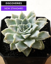 【NEW-STANDARD】 水耕栽培苗 サウザンドスノー Echeveria 'Thousand Snow'