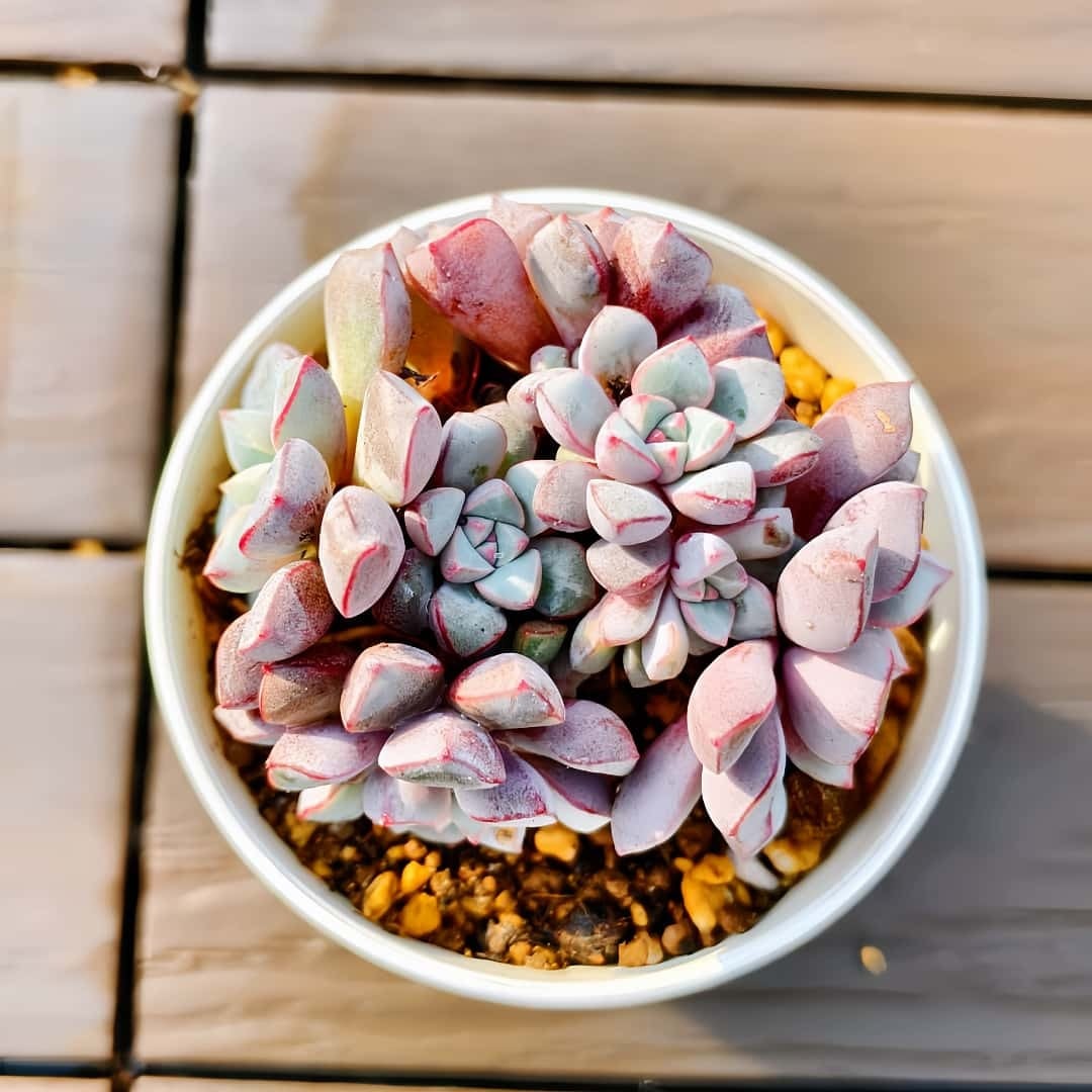 専用ページです。他の方はお買い上げになりませぬよう❤️多肉植物 多肉専門VERVE