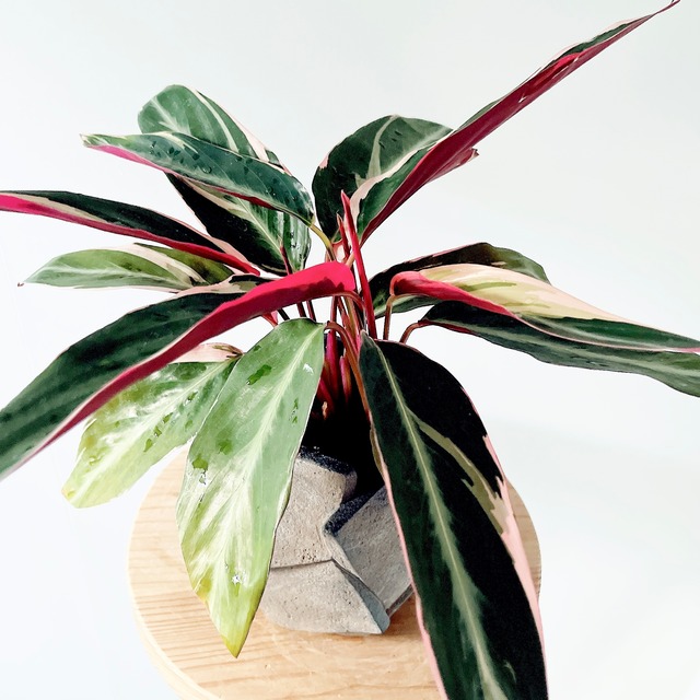 陶器鉢仕立て ストロマンテ トリオスター 観葉植物 calm cafe
