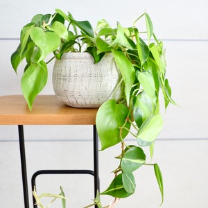 フィロデンドロン ブラジル/Philodendron Brazil　※陶器鉢付き