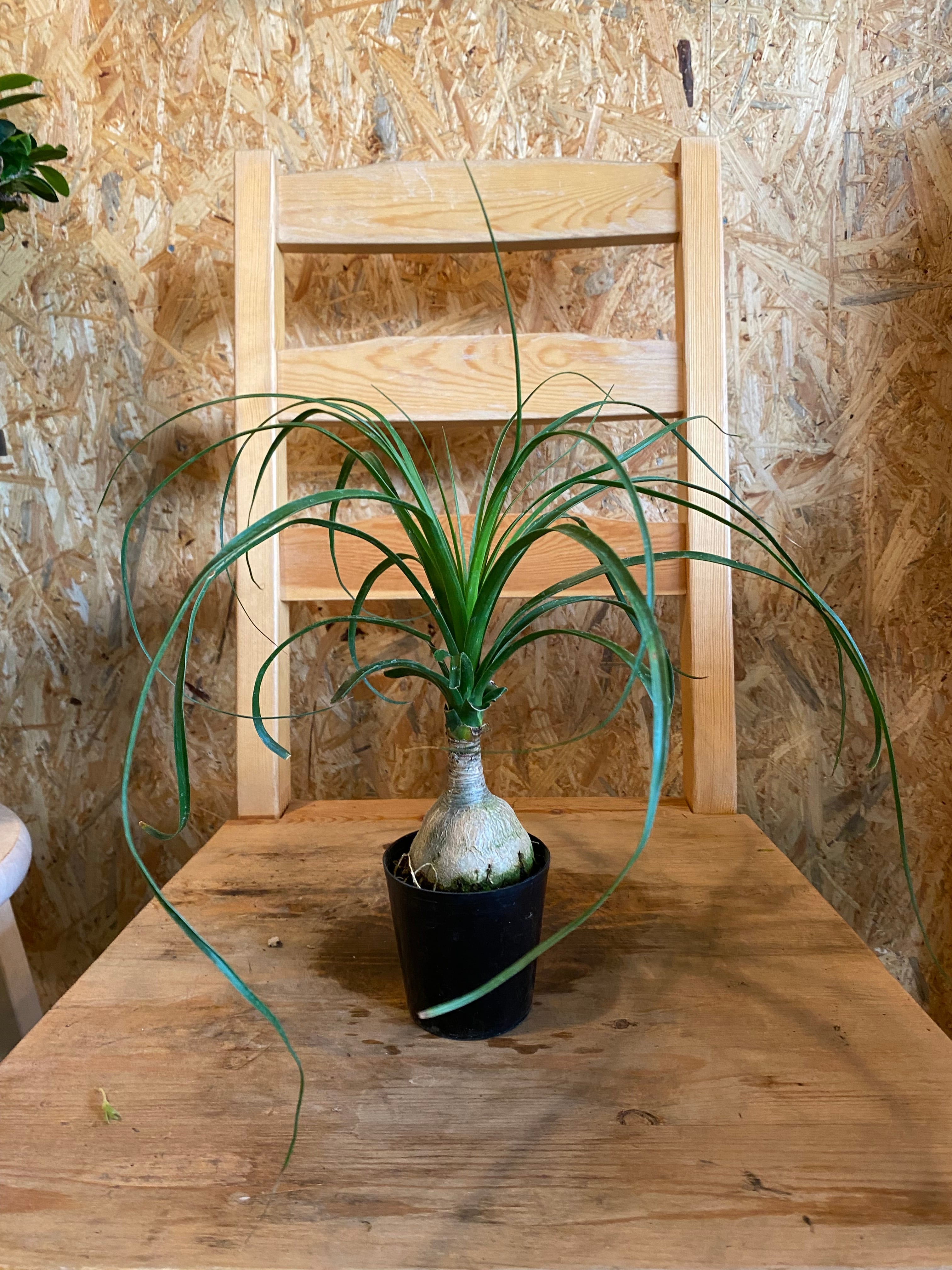 ノリナ（トックリラン）ポニーテール | グリーンギャラリーガーデンズ