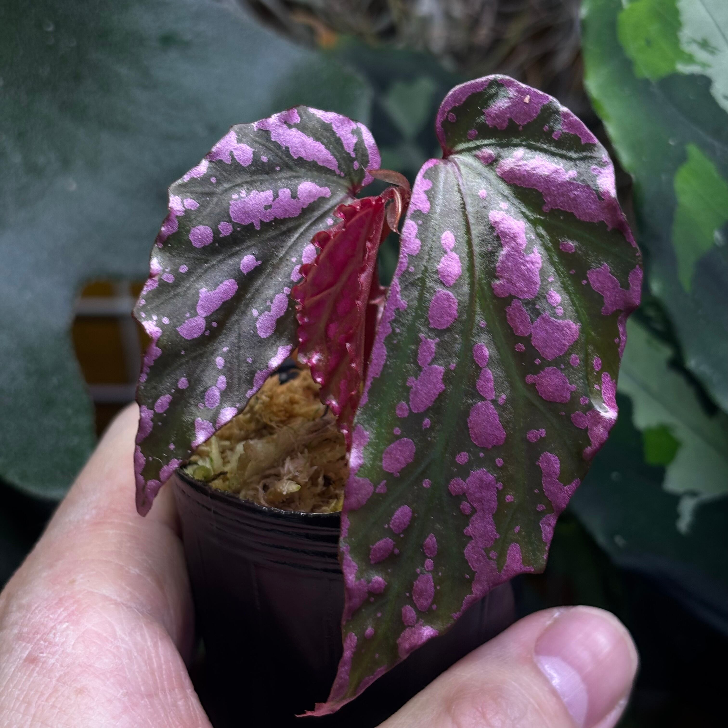No.07/-TGK-r70626-/Begonia maculata variegated/ベゴニア マクラータ