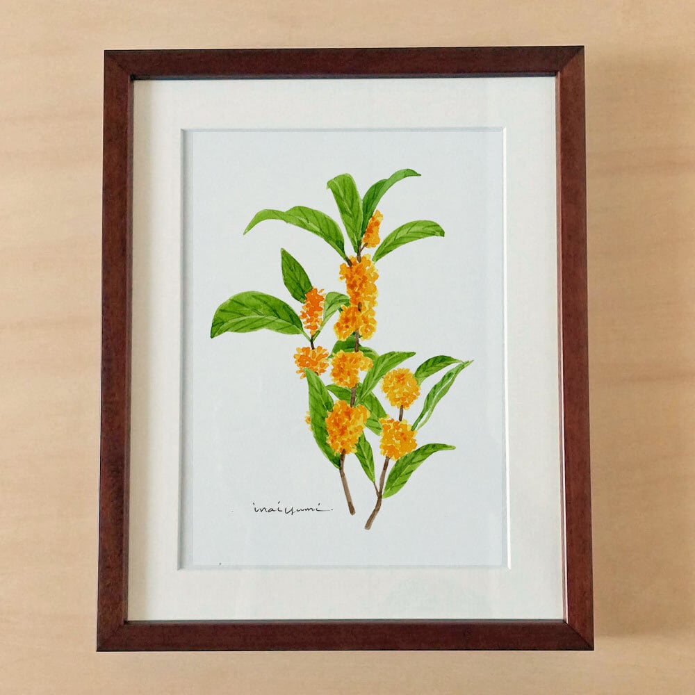 11月30日 かすみ草 | 365日の誕生花