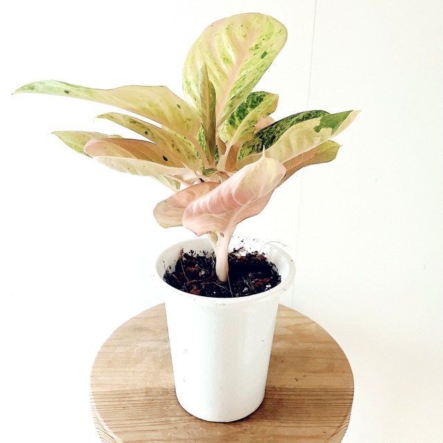 アグラオネマ トリカラー 観葉植物 calm cafe