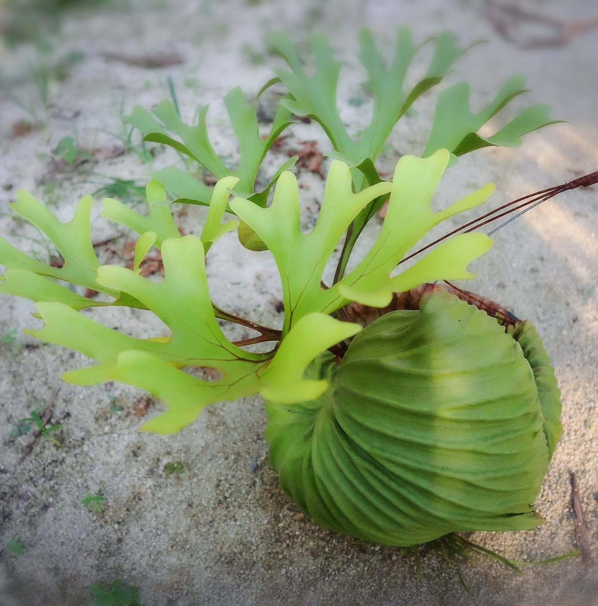 ビカクシダ リドレイ ドワーフ P Ridleyi Dwarf Fern Garden