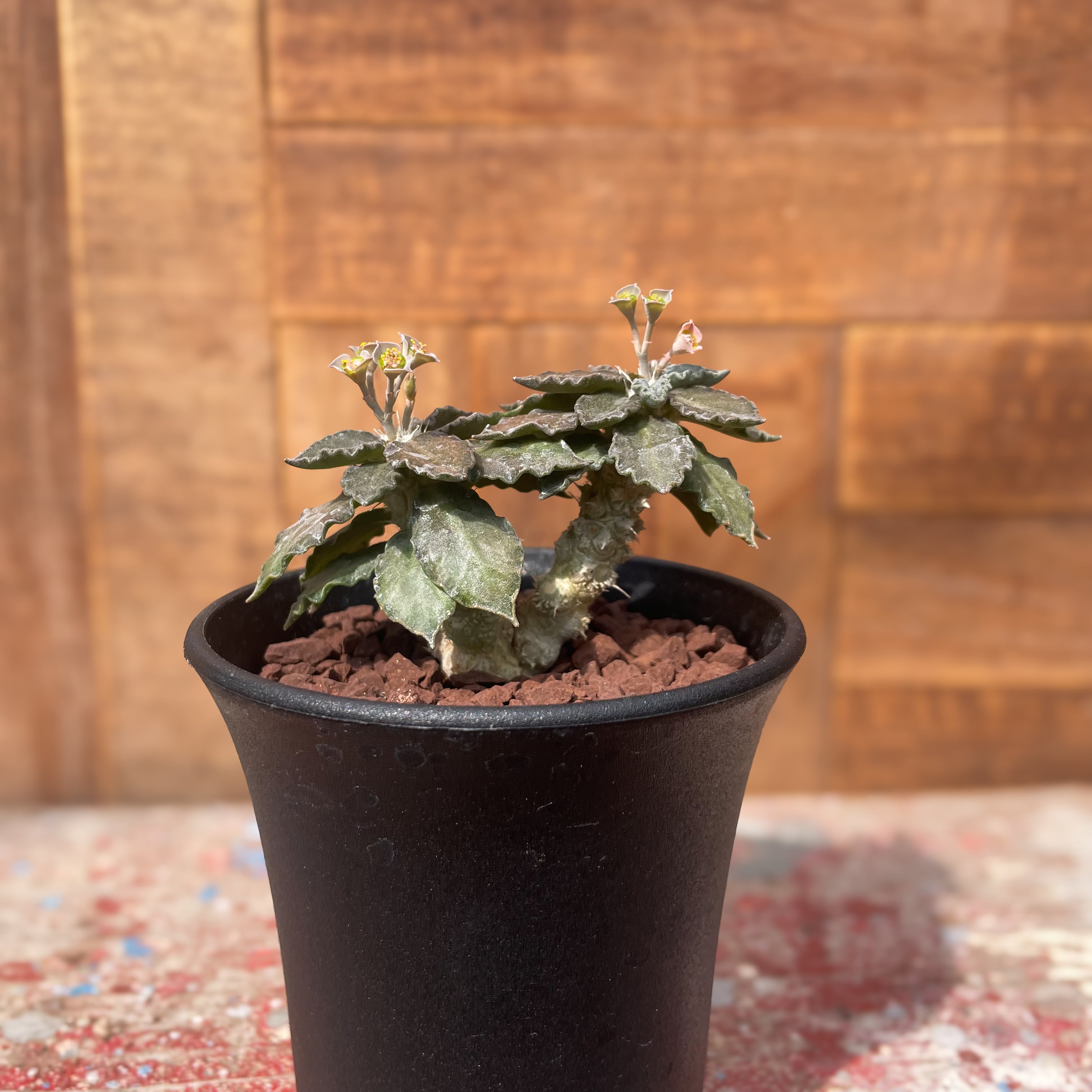 ユーフォルビア トゥレアレンシス 実生 3株 塊根植物 コーデックス  