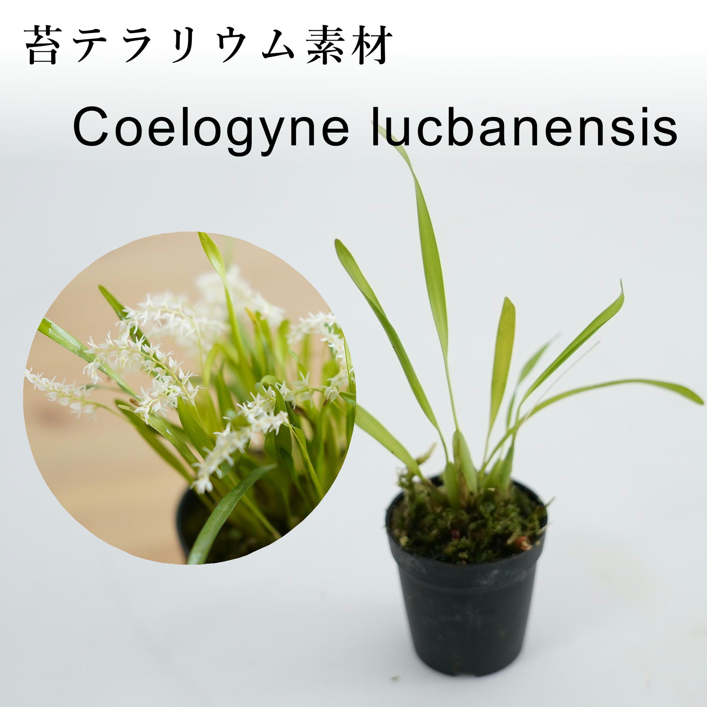 セロジネ ルクバネンシス Coelogyne lucbanensis【着生ラン】苔