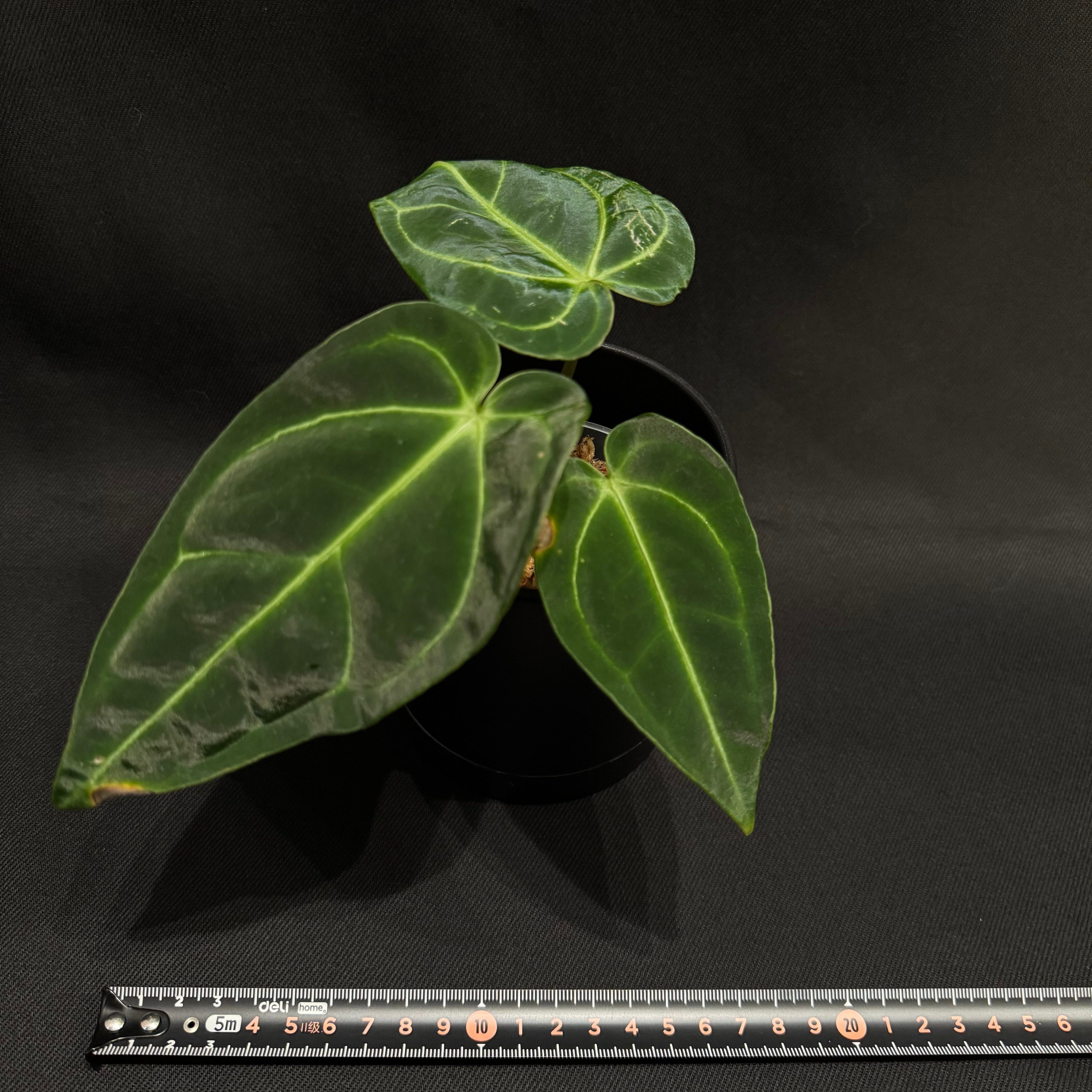 アンスリウム レガレ Anthurium regale | Pay ID アンスリウム レガレ Anthurium regale | Pay ID