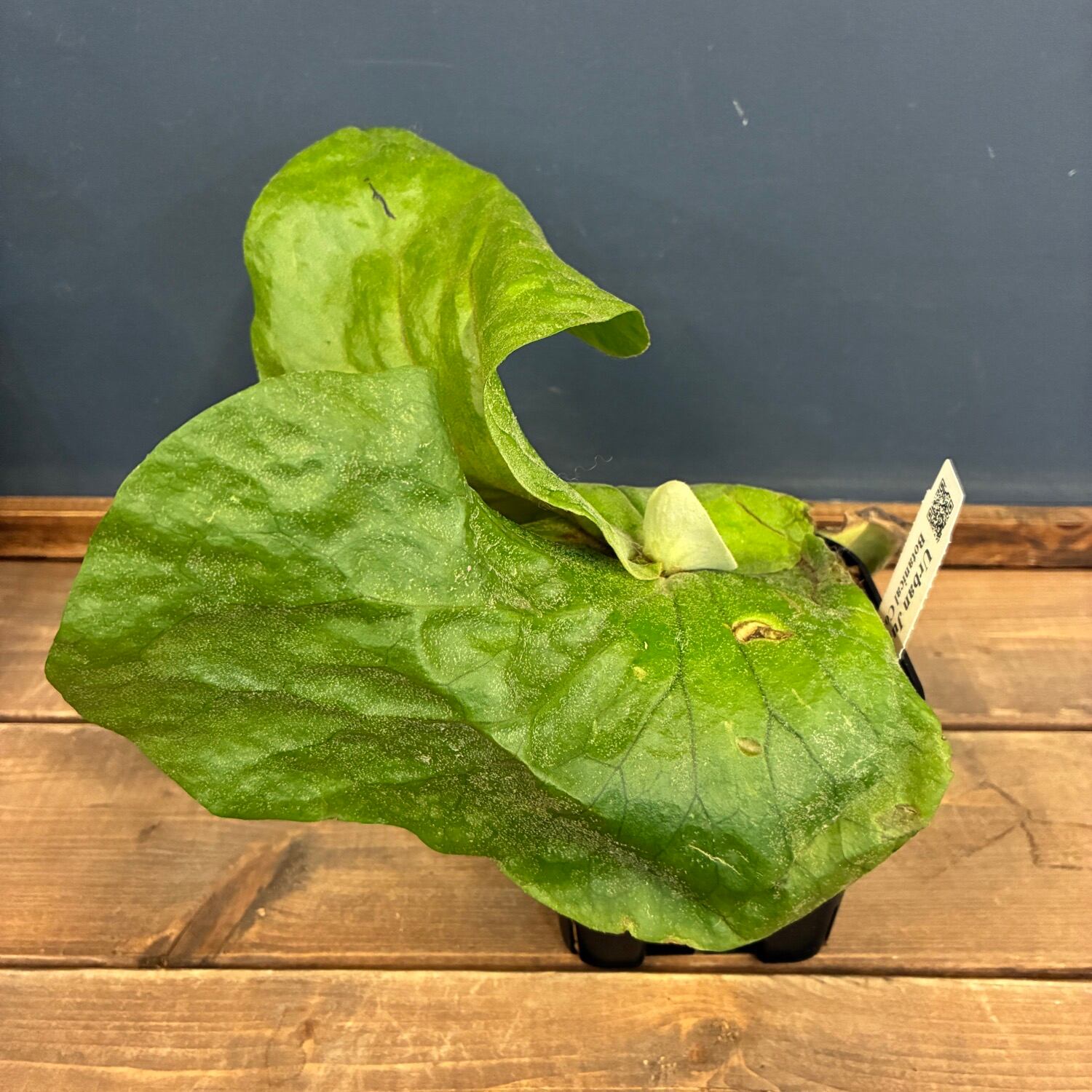 【ritv】 P. elephantotis mutant ビカクシダ ビカクシダ P. elephantotis var. Mammuthus【698】 | PROTOLEAF