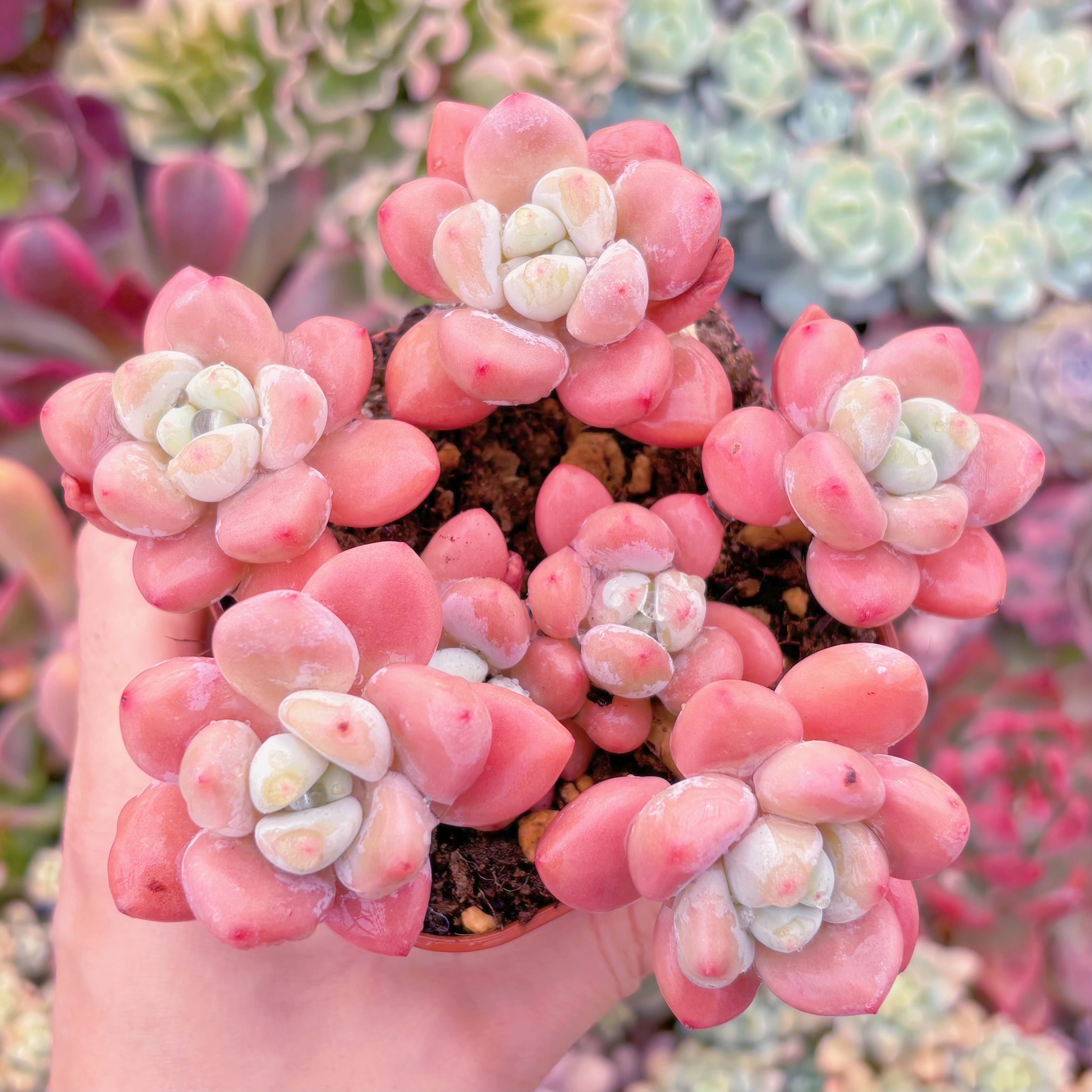 現品　マカロン#069　群生　新入荷　るる農園