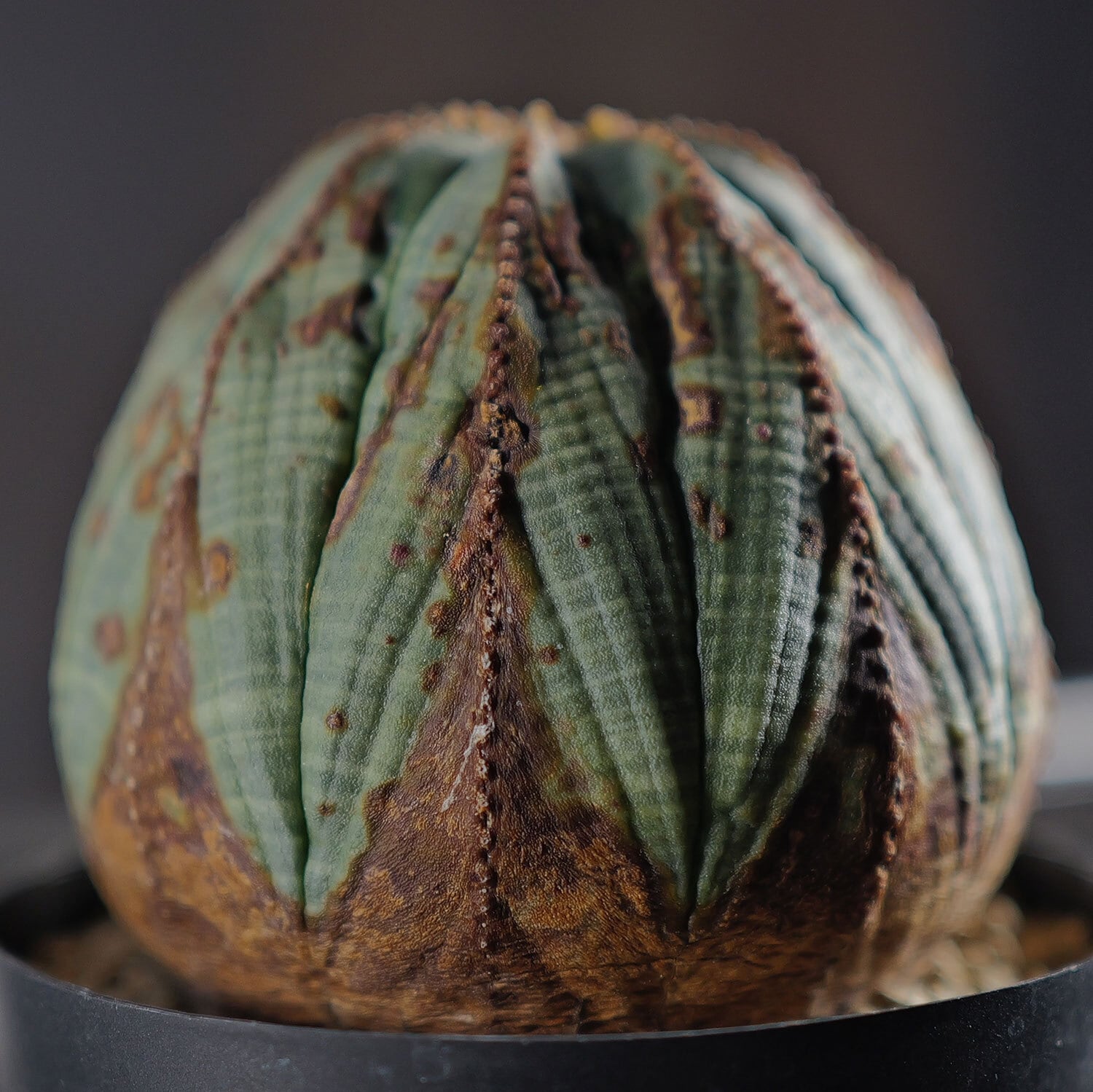 メス株 大株 約7.5cm 美模様 まん丸 ラギット オベサ / 良型 木質化