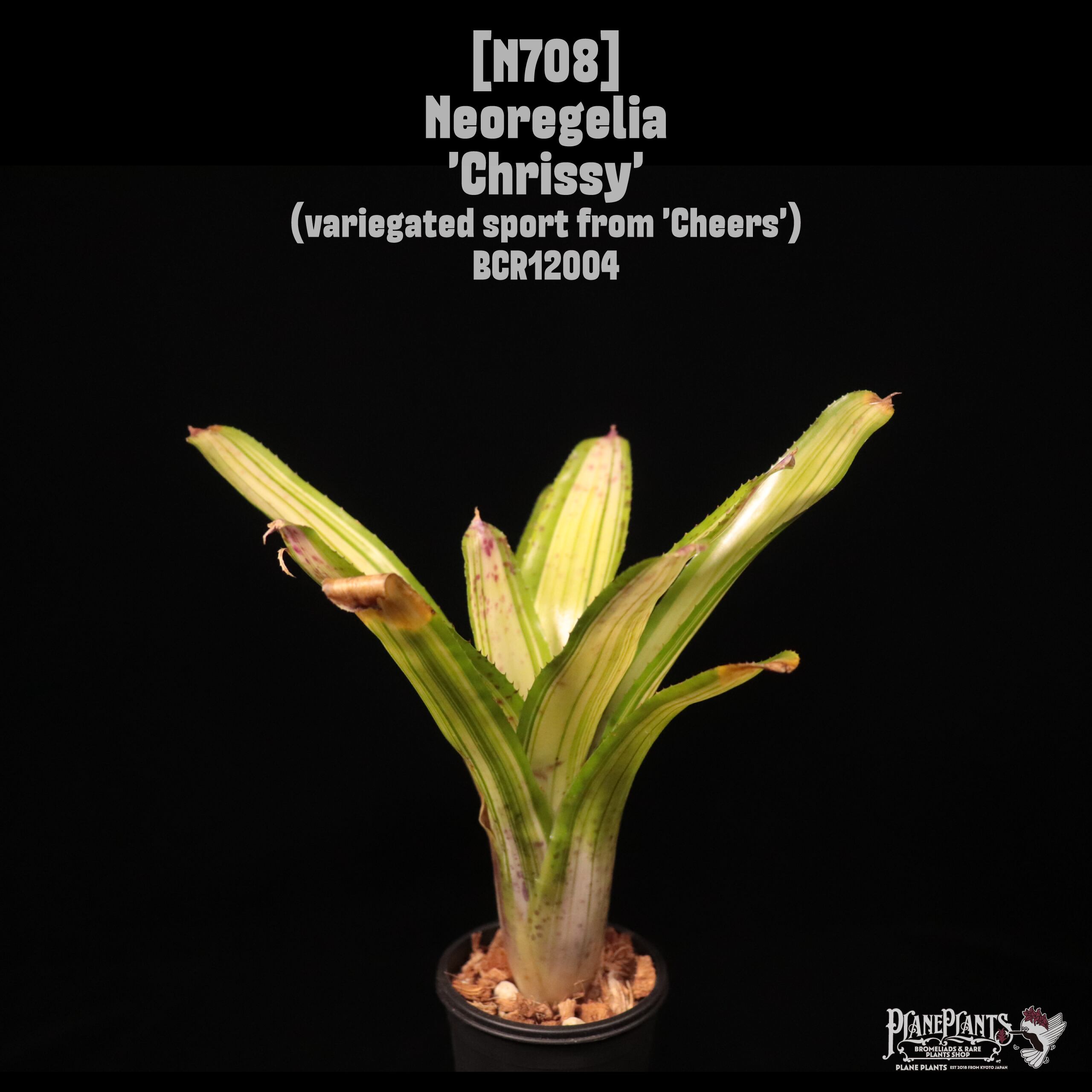 Neoregelia 'Chrissy'〔ネオレゲリア〕N708