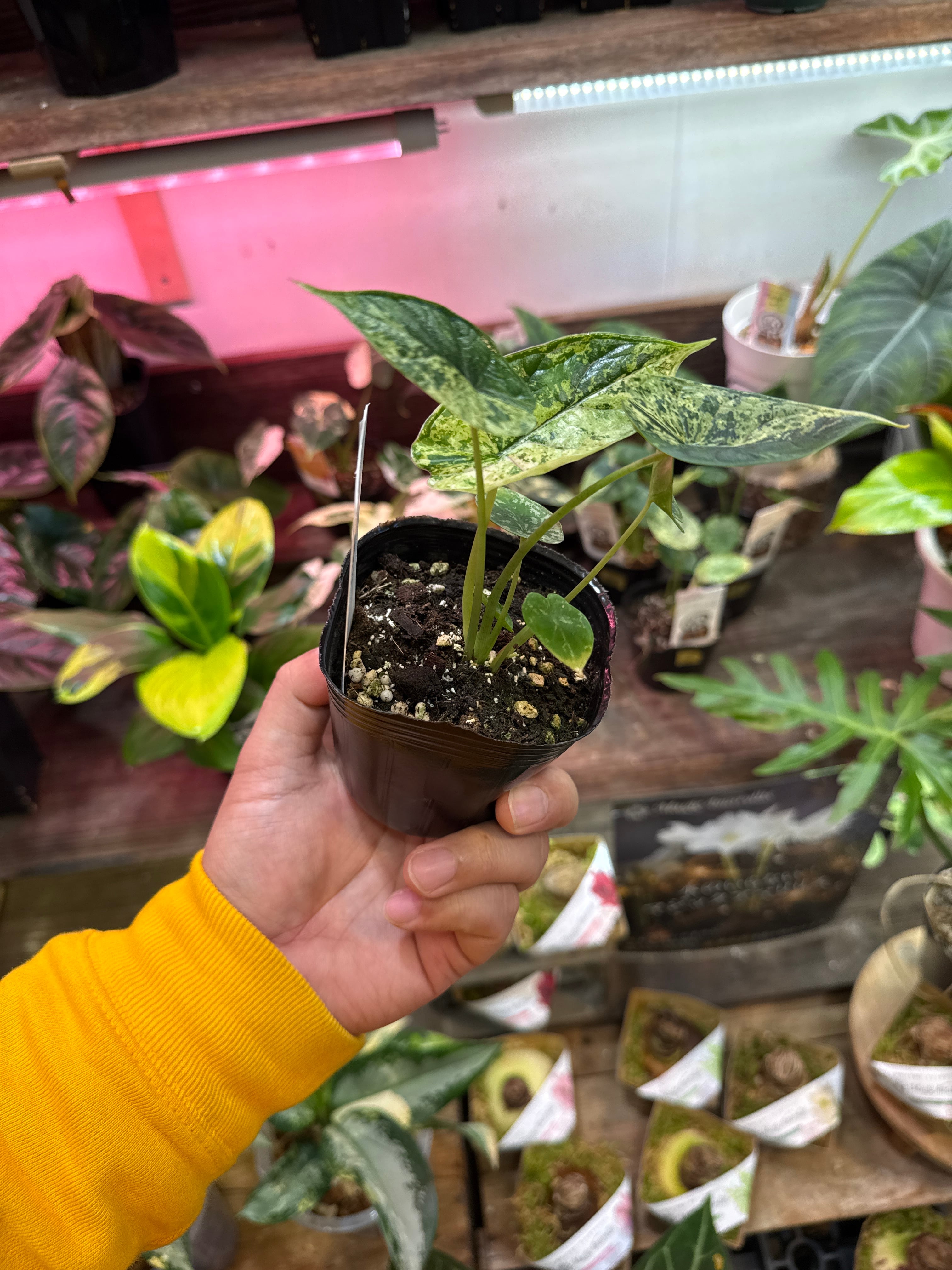 ①アロカシア ドラゴンスケールミント斑入り | Gardenえん 【観葉熱帯