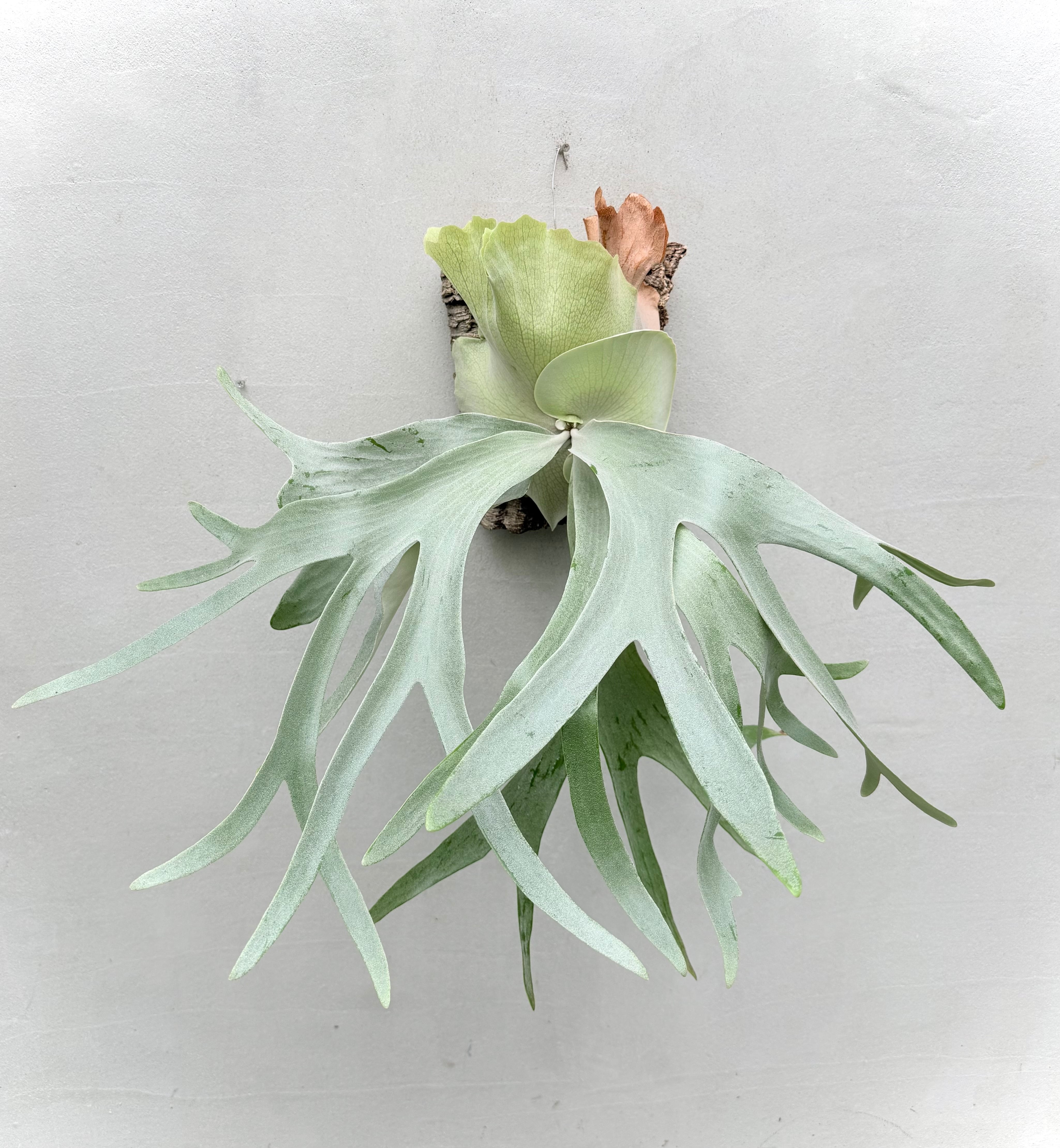 Platycerium_ビカクシダ | vandaka plants