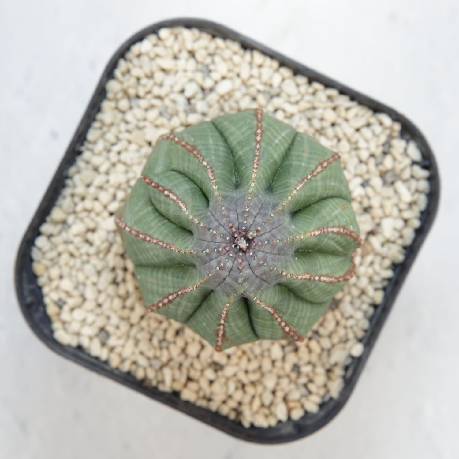 木質化 マウンテン オベサ / ユーフォルビア | LIGHTHOUSE.PLANTS