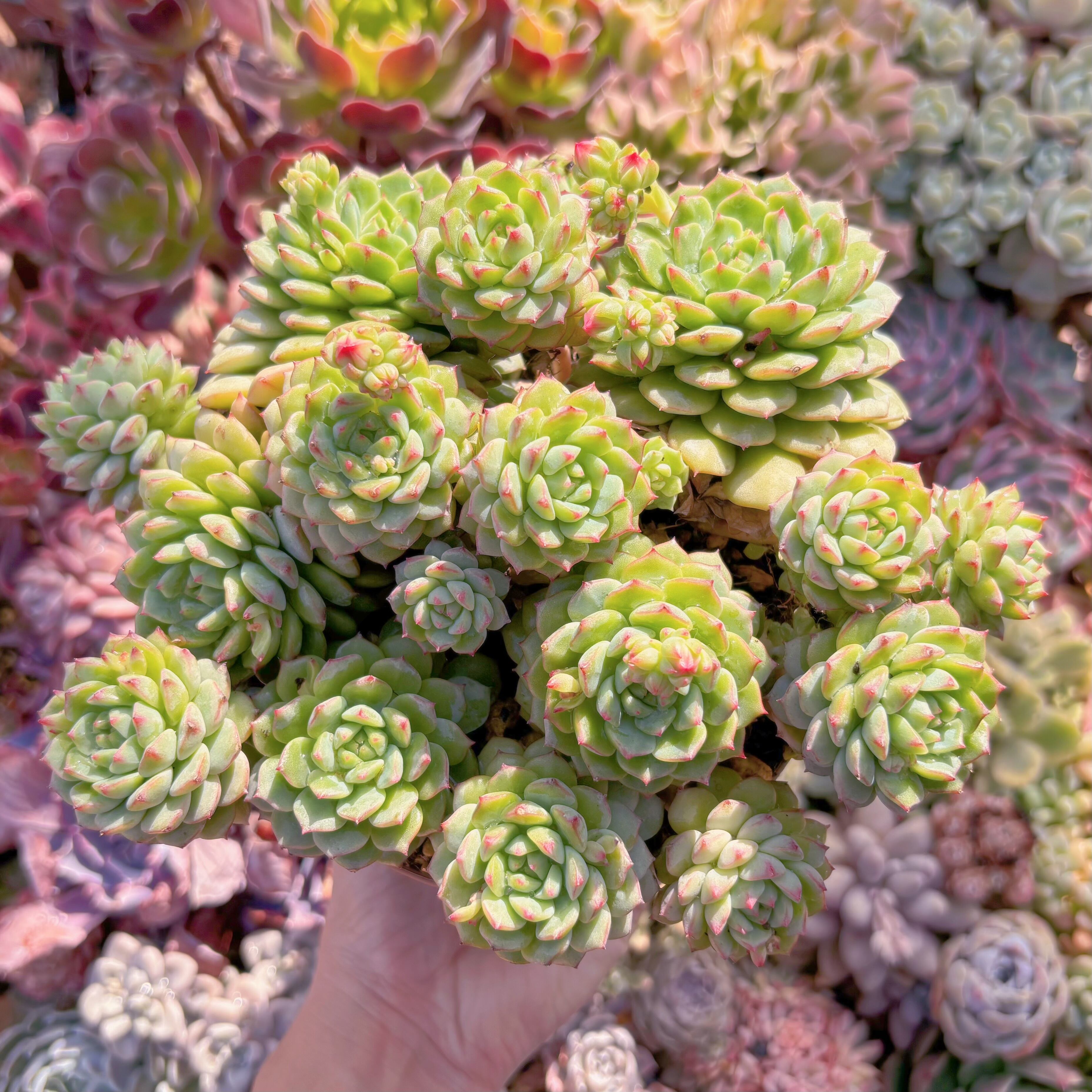 現品　パンダフェス#545　特大群生　新入荷