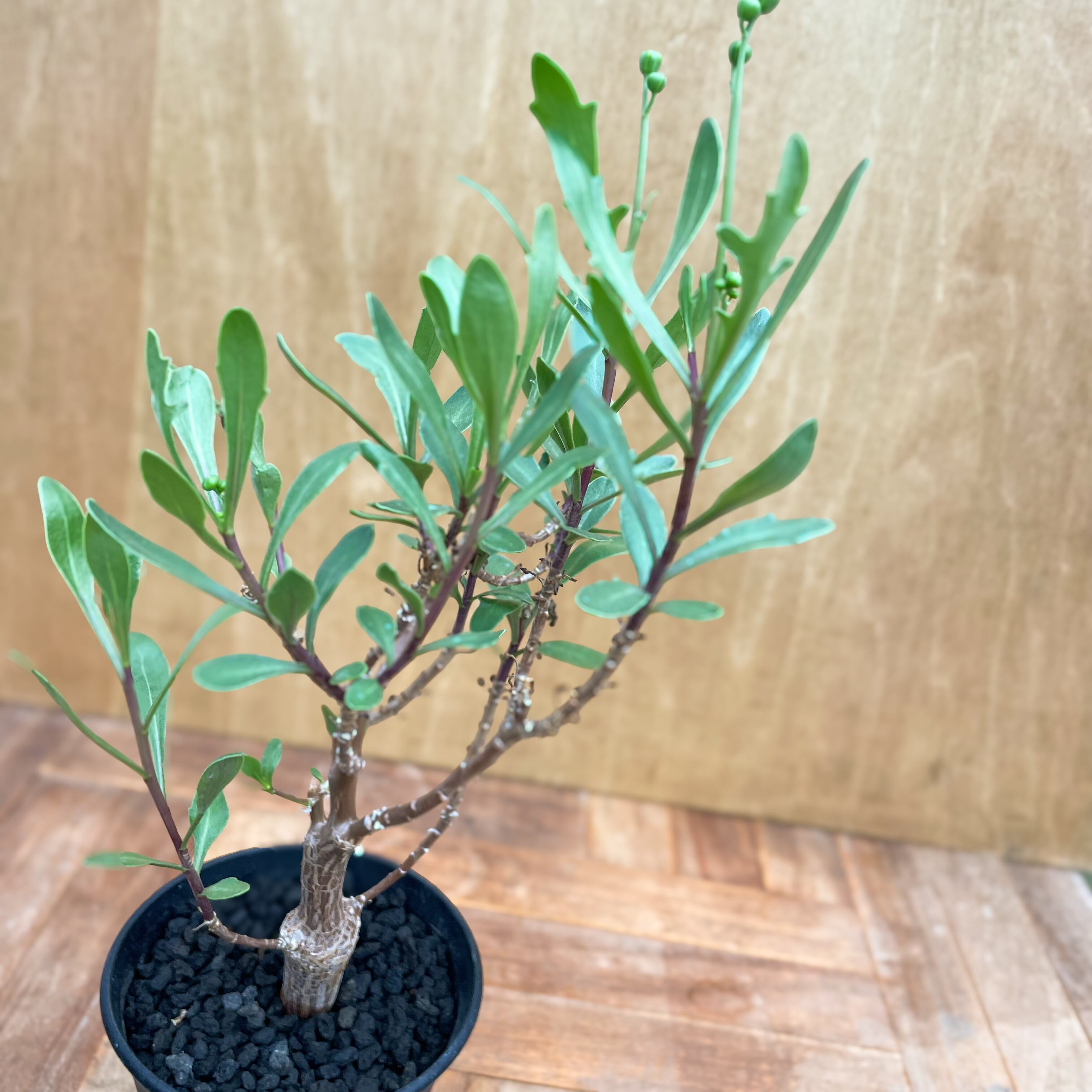 Othonna lobata【オトンナ・ロバタ・実生】 | RIMO'S GREEN 【Saboten