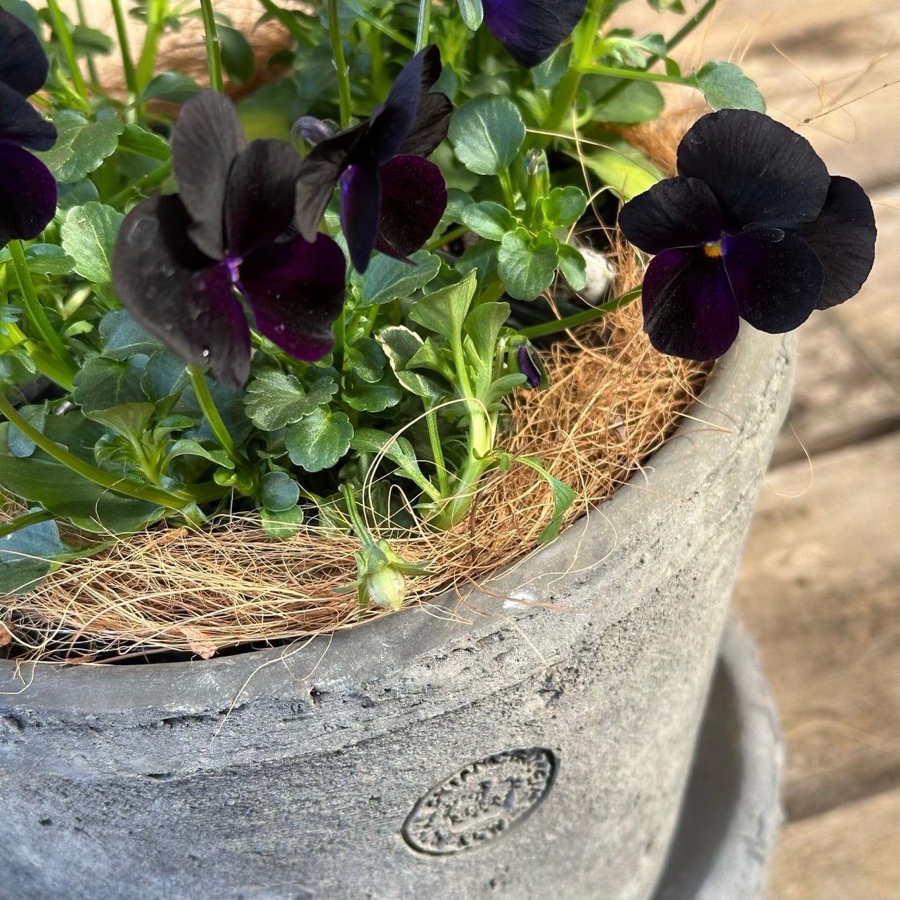 セット⑤, ⑥｜キューガーデンのずっしり鉢にビオラ《 ブラック