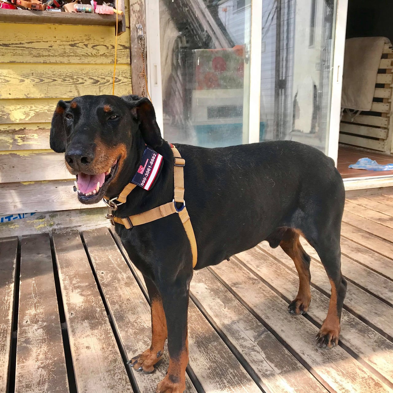 Sセレクション製ハーネス（KDPオリジナル） | KDP：神奈川ドッグ