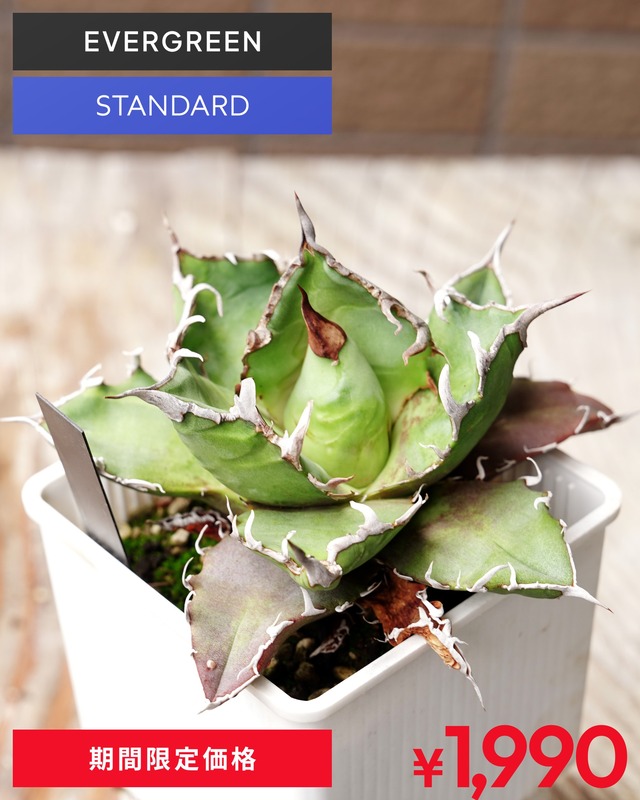 抜き苗 アガベ チタノタ シーザー Agave titanota 'Caesar'