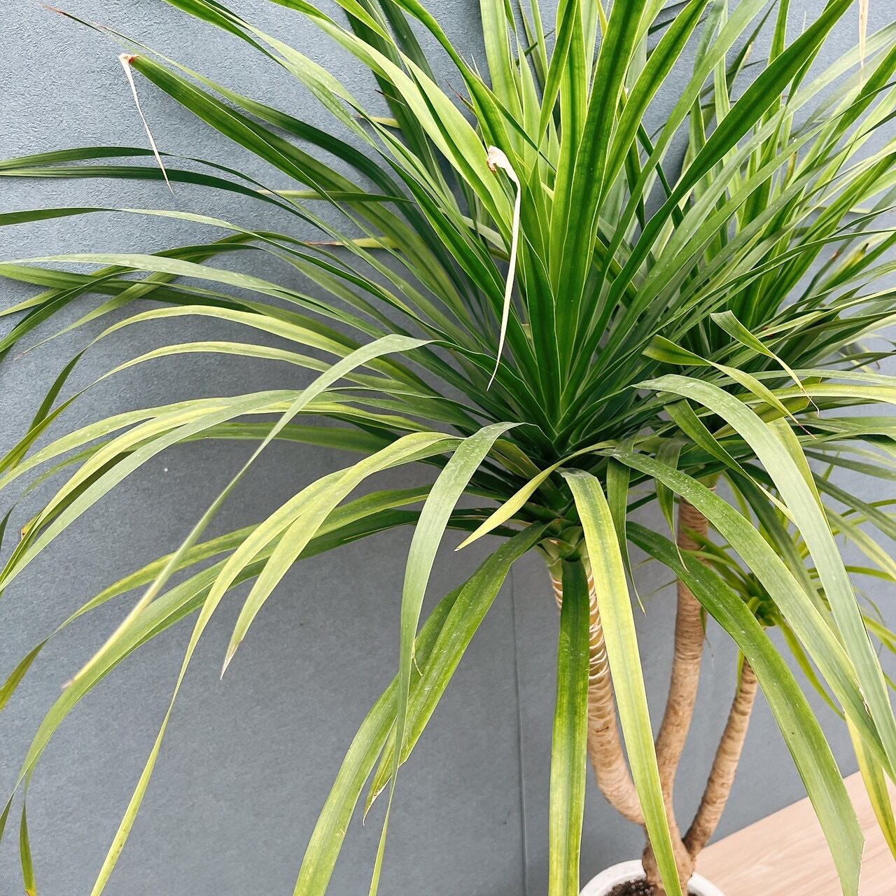 現品］【希少】81番 ドラセナ カンボジアーナ 8号 観葉植物 レア 室内